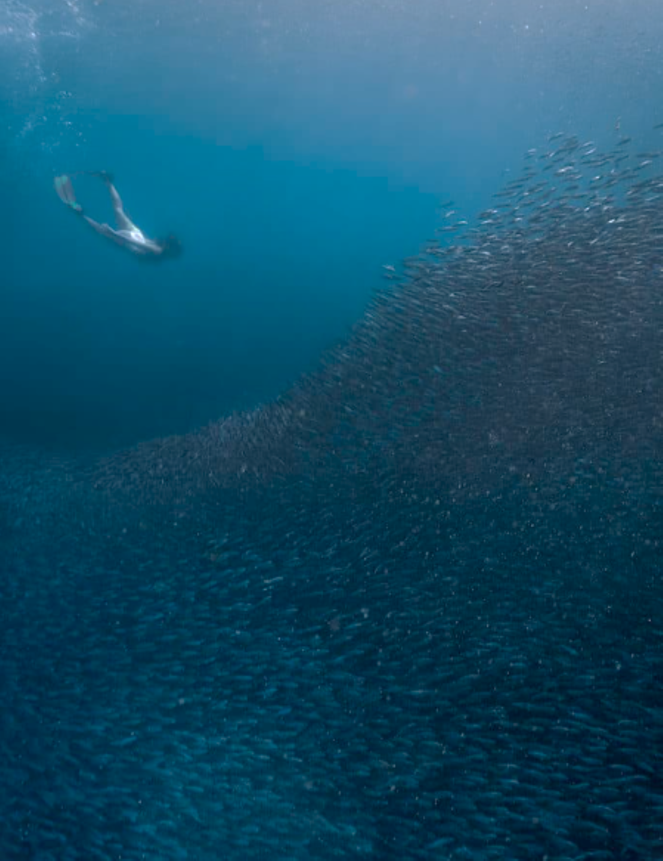 Cebu Triple Adventure: Whale Sharks, Sardine Run & Inambakan Falls