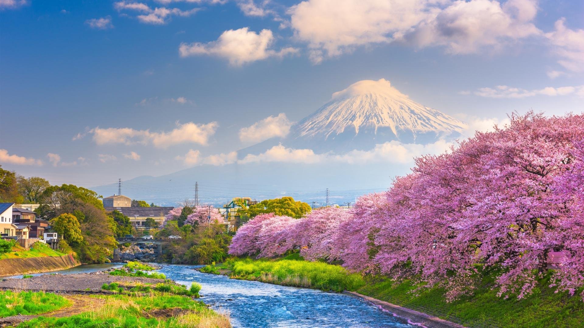 Mt. Fuji Iconic Views & Photography Day Trip from Tokyo