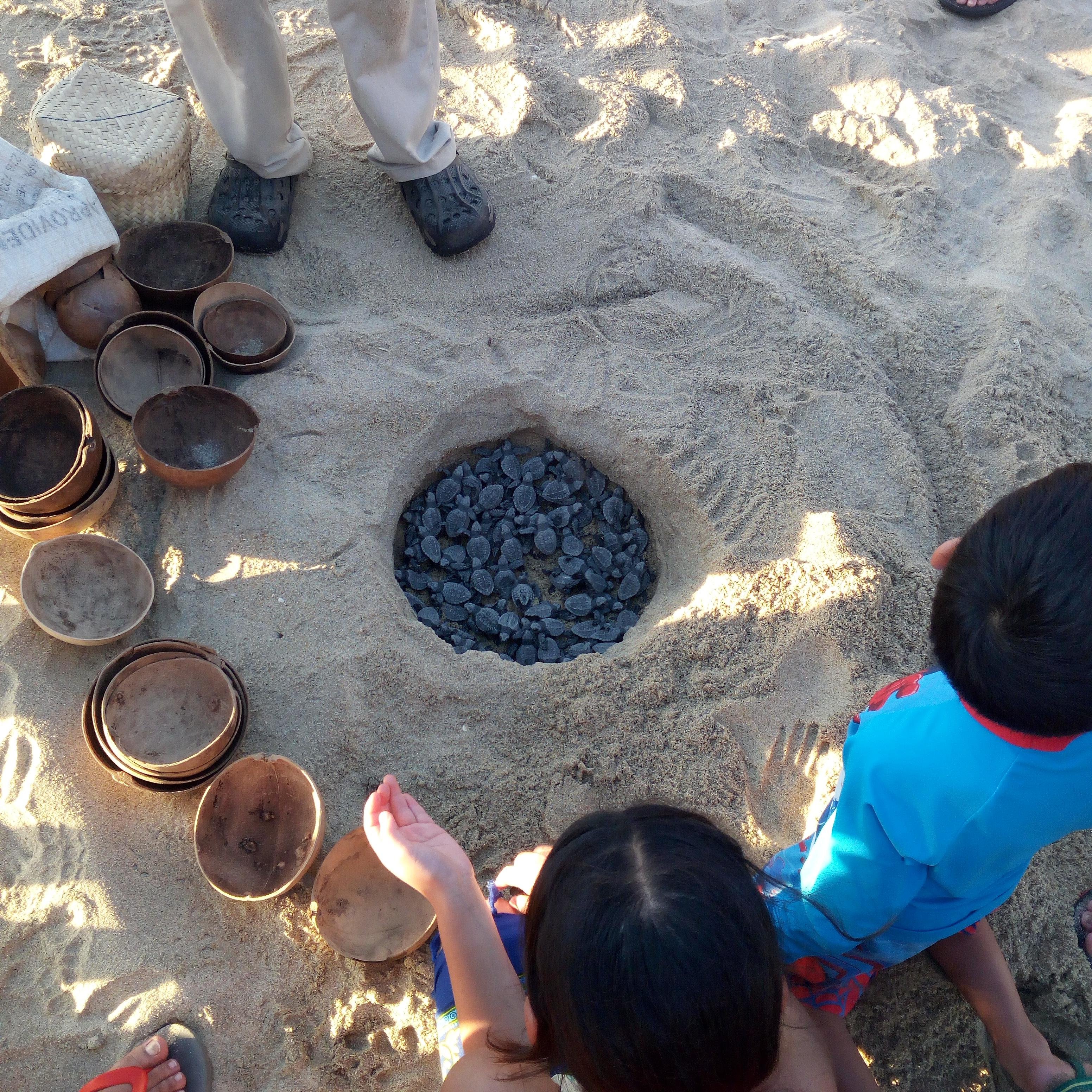 Sea Turtle Release Experience at Palmarito Beach