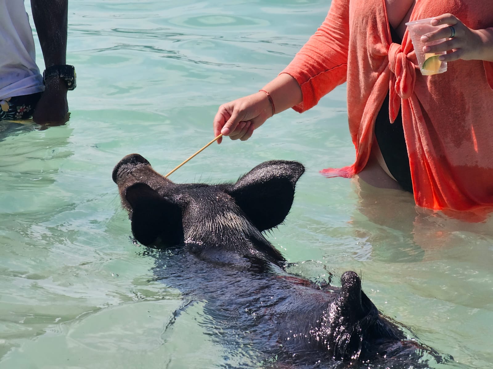Nassau Catamaran Adventure: Swimming Pigs, Turtles & Snorkeling