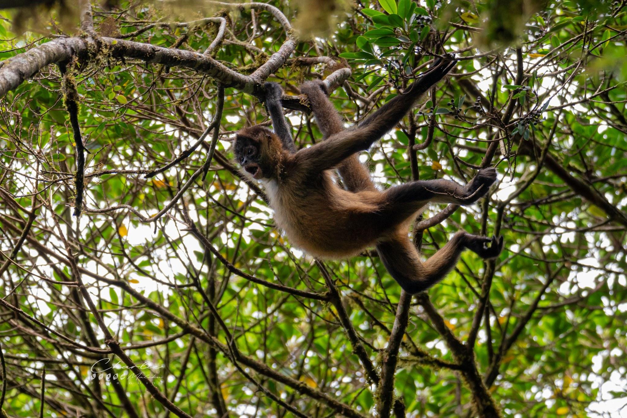 Monteverde Cloud Forest Day & Night Wildlife Tour