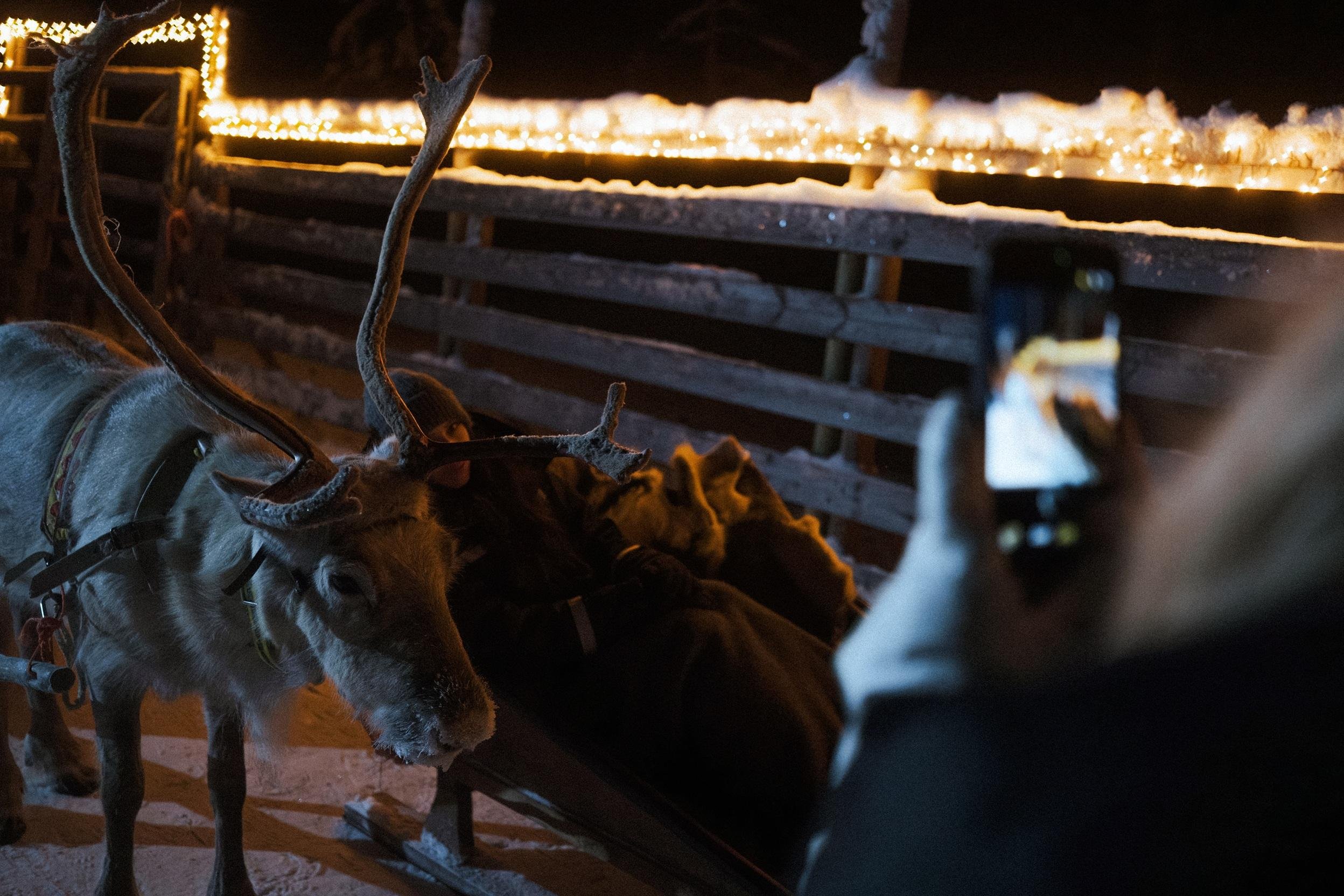Rovaniemi Nighttime Reindeer Sleigh Safari