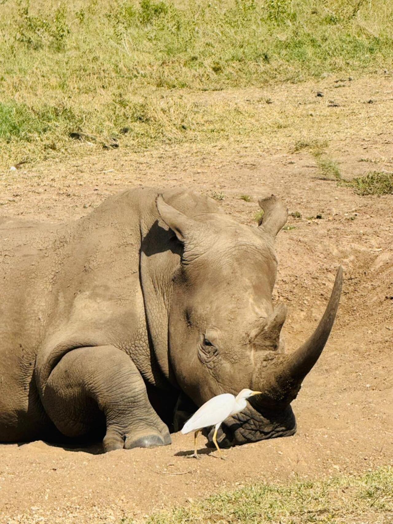 Nairobi National Park 5-Hour 4x4 Wildlife Safari