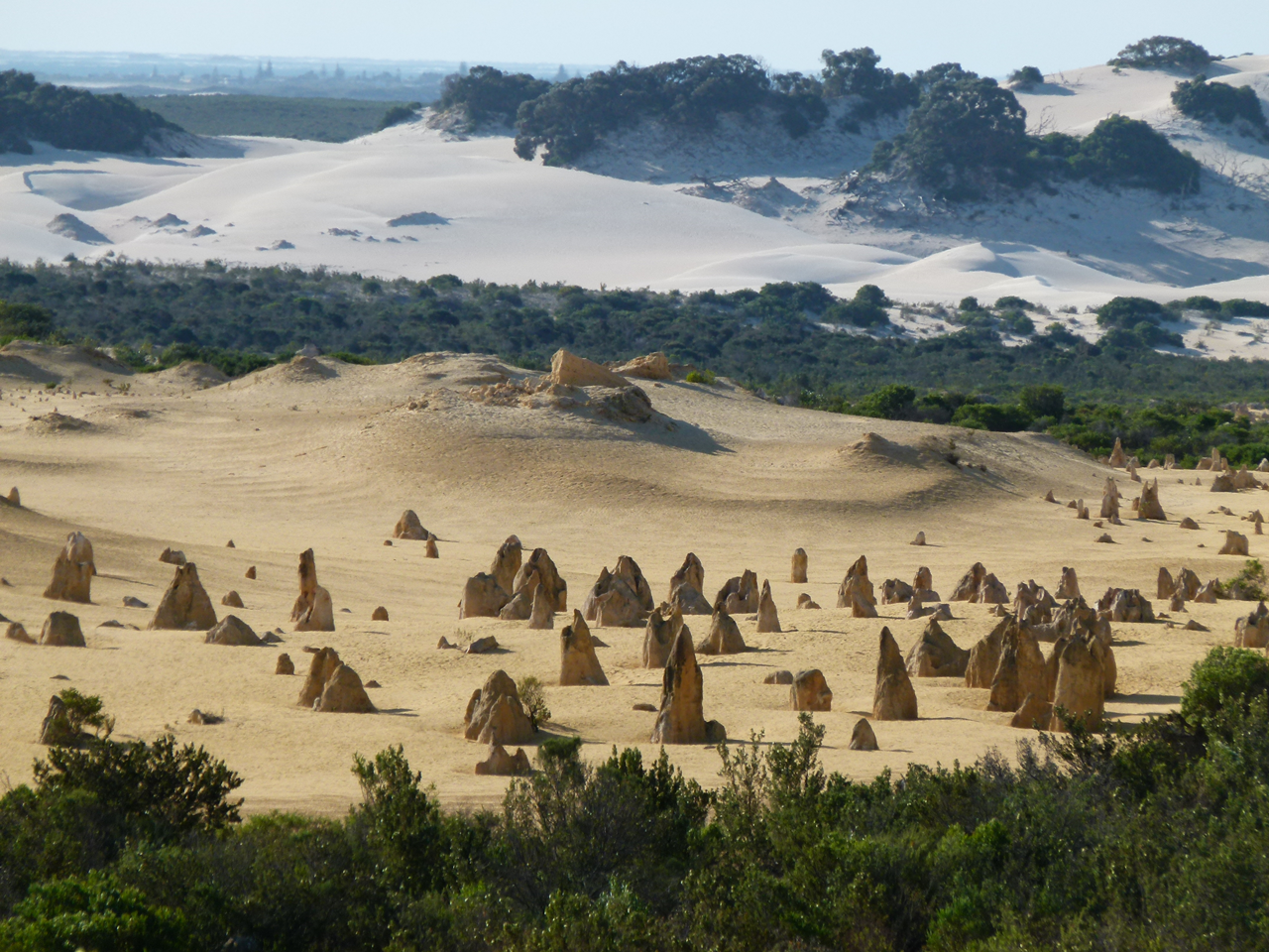 Pinnacles, Koalas, 4WD & Sandboarding Tour from Perth