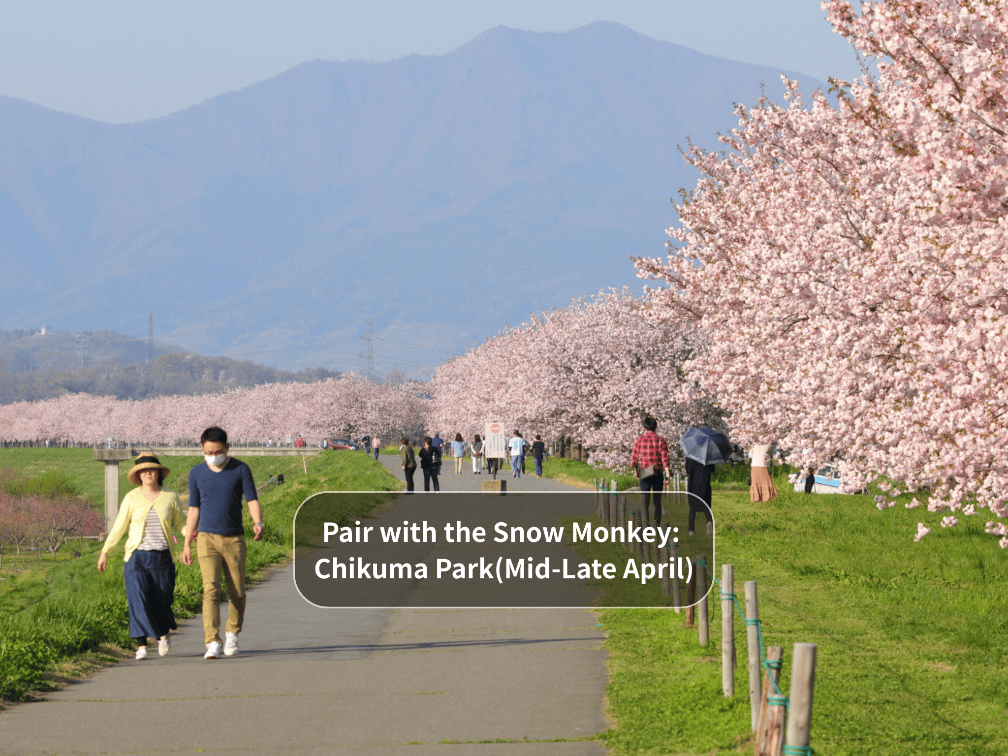 Nagano Snow Monkeys & Hidden Gems Private Day Tour