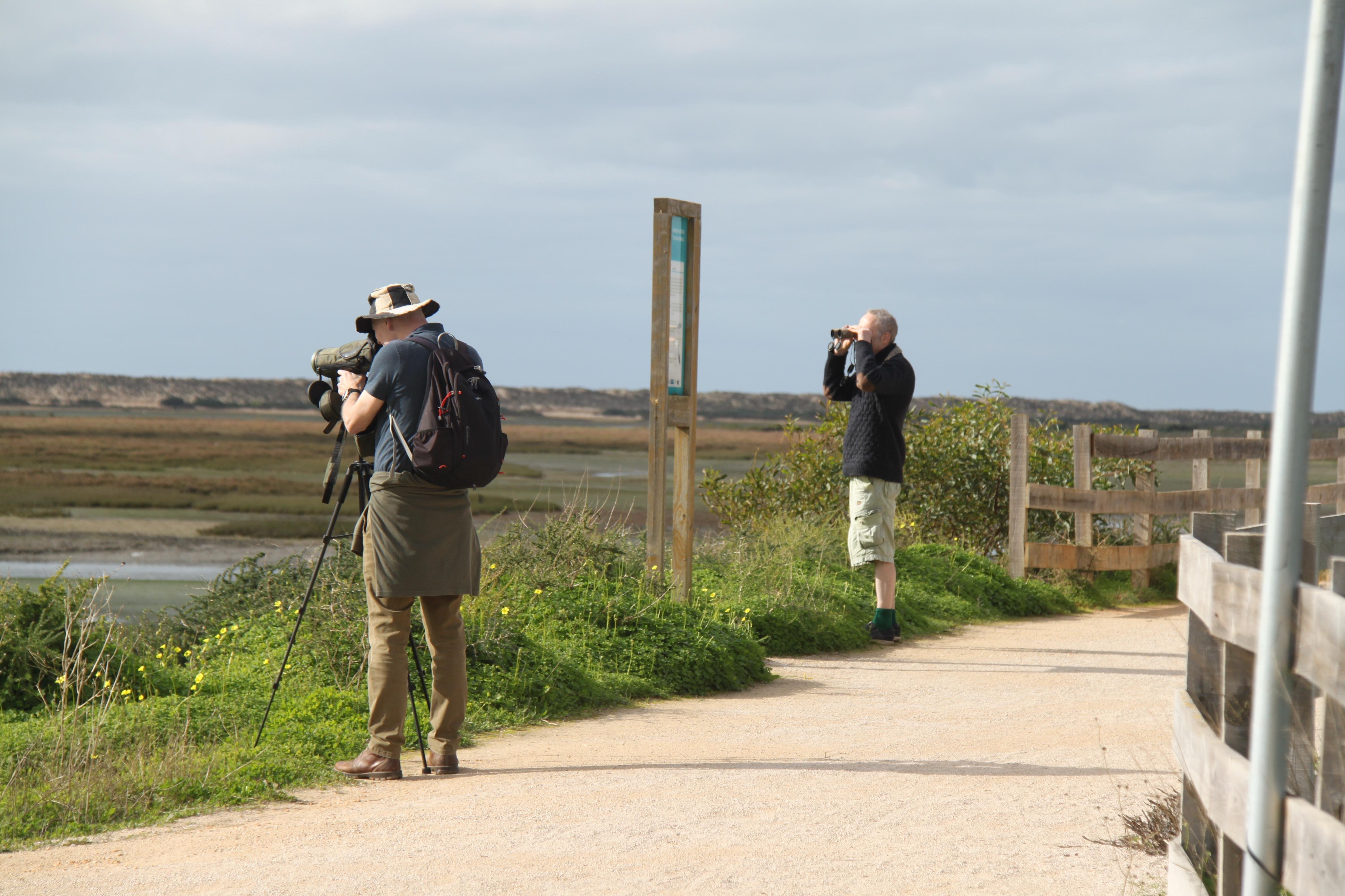 Faro: Ria Formosa Birdwatching