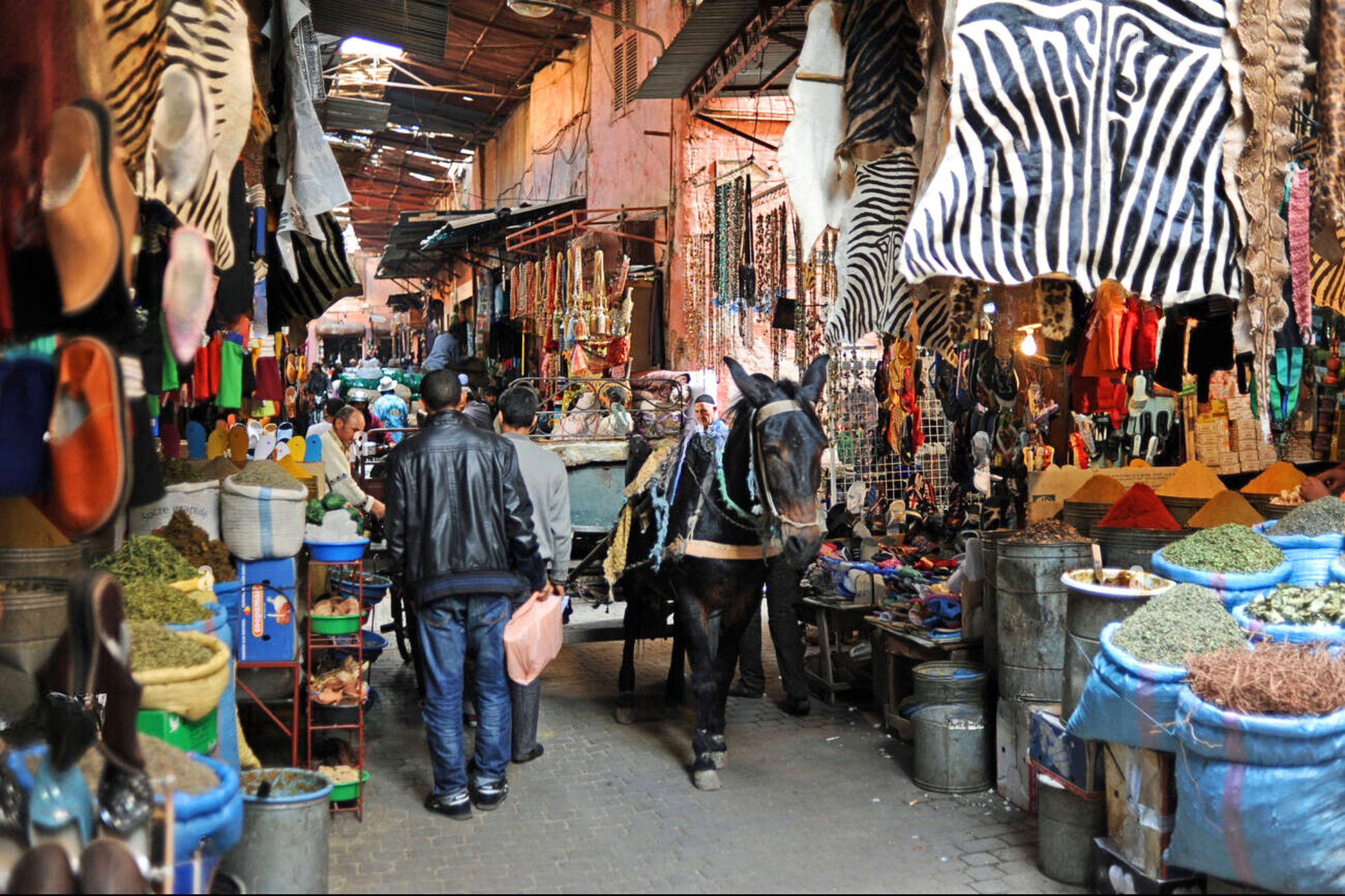 Marrakech Day Tour from Casablanca: Camels & Carriage Ride