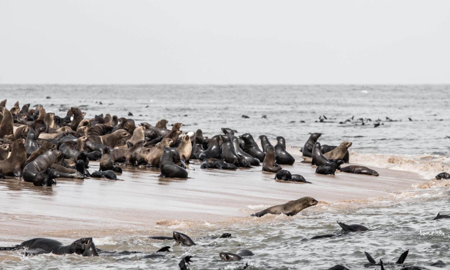 Walvis Bay Catamaran Marine Wildlife Cruise