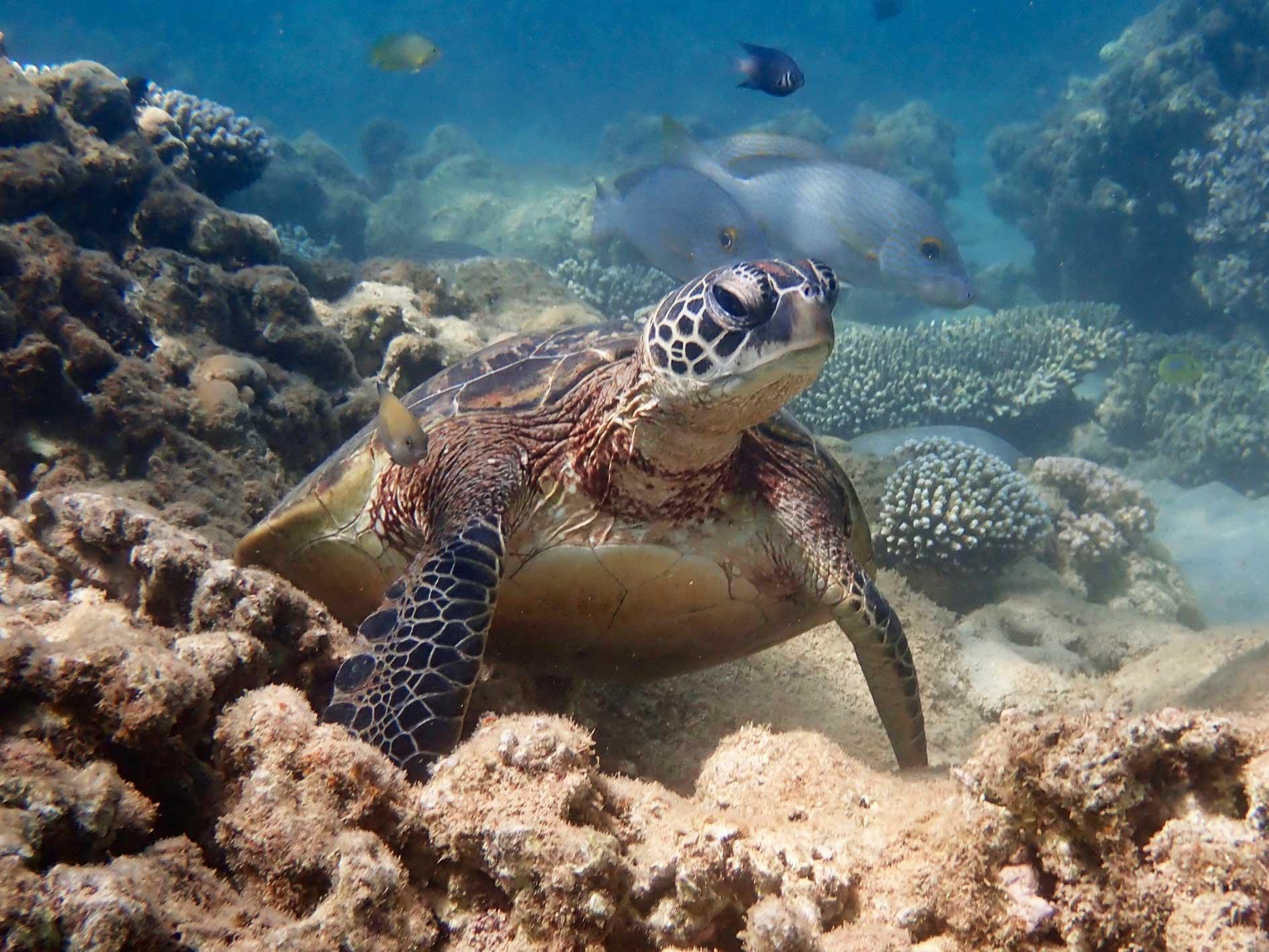 Exmouth Half-Day Turtle Kayak & Snorkel Tour – Ningaloo Reef