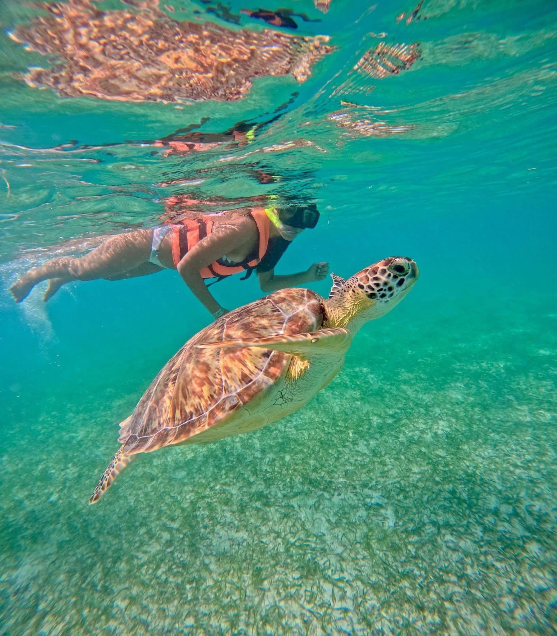 Riviera Maya: Private Sea Turtle Snorkel Tour with Hotel Transfer