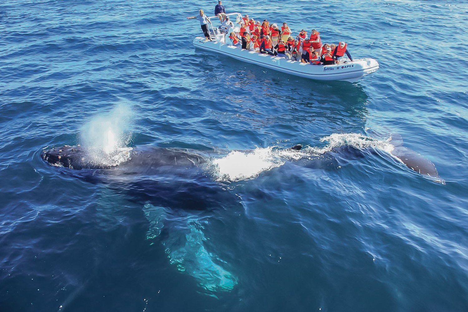 Cabo San Lucas Humpback Whale Watching Cruise