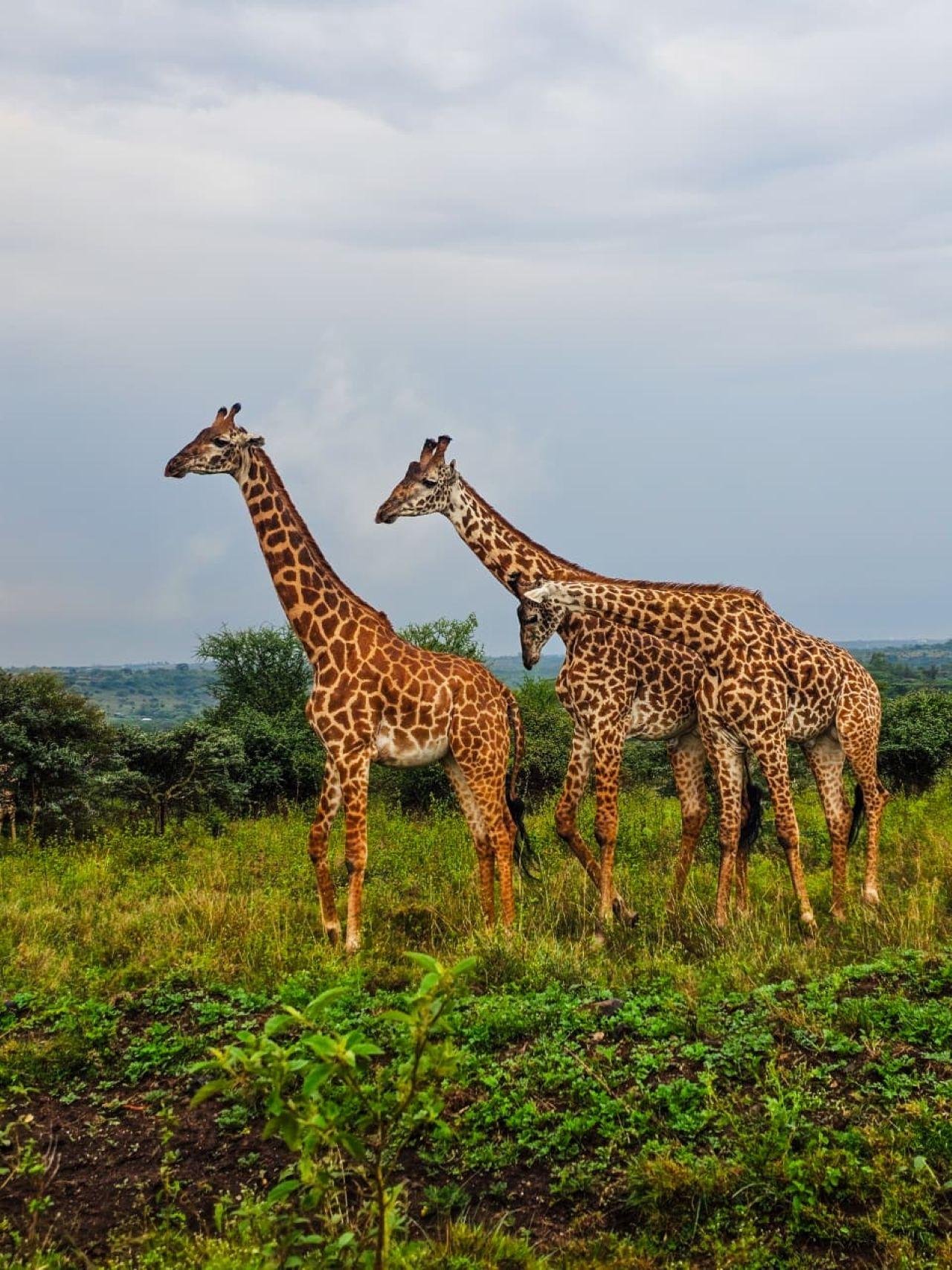 Nairobi Safari: National Park, Elephant Orphanage & Giraffe Center