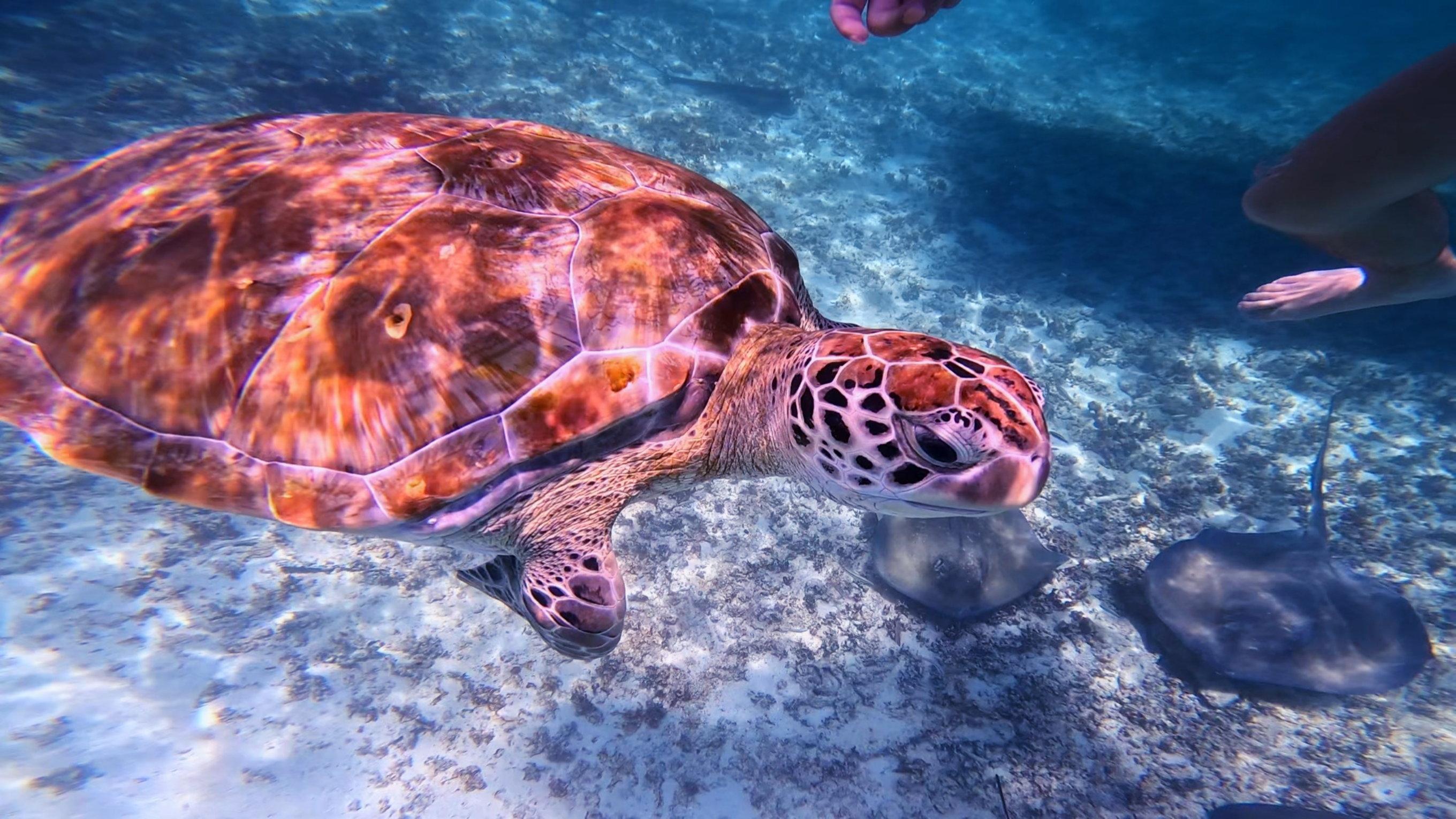 Tulum Reef Snorkeling: Two Sites in Two Hours