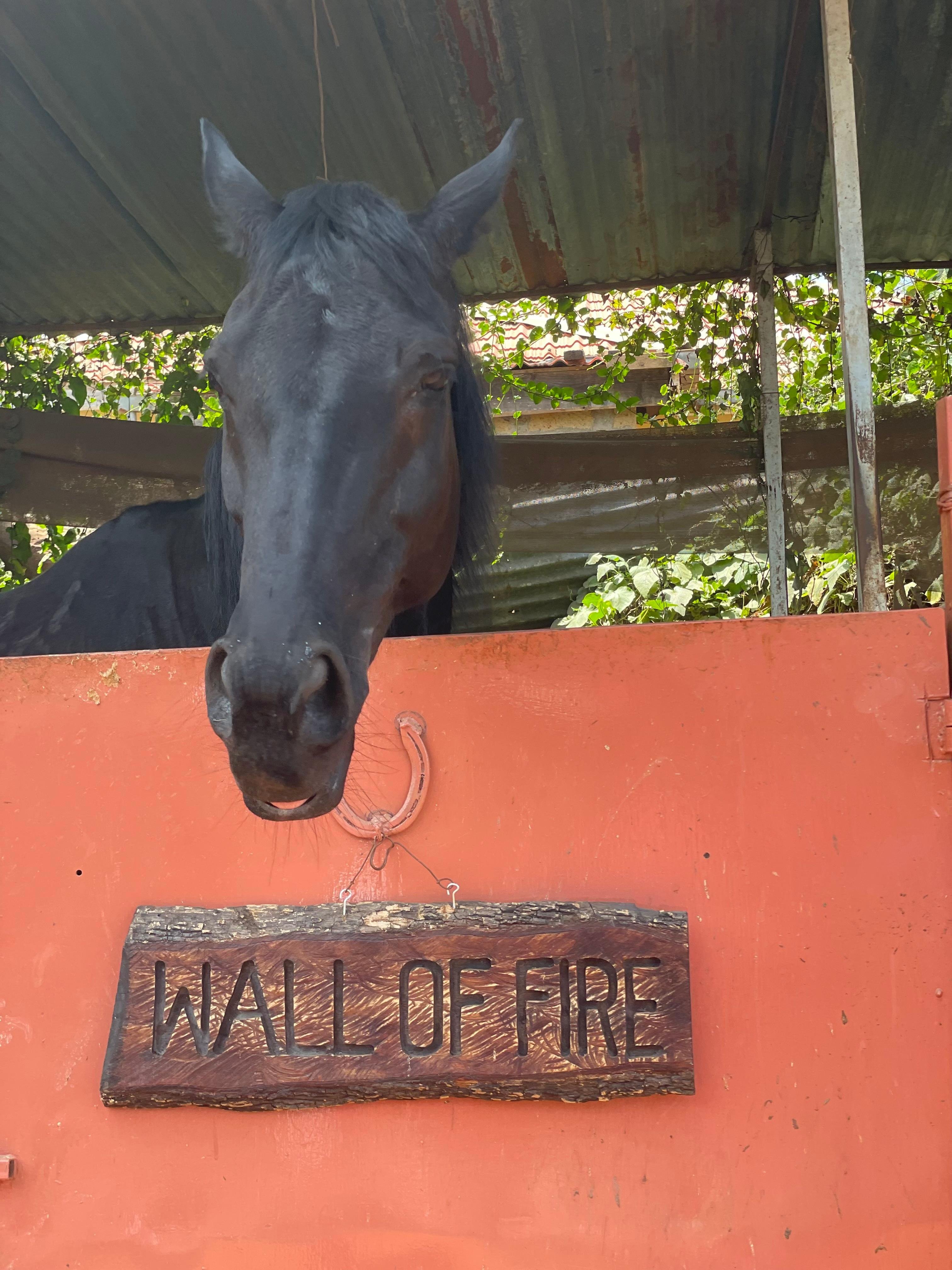 Karura Forest Horseback Adventure