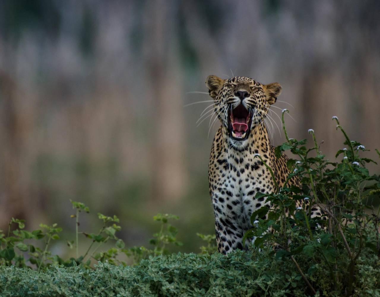 Full-Day Wilpattu National Park Safari from Anuradhapura