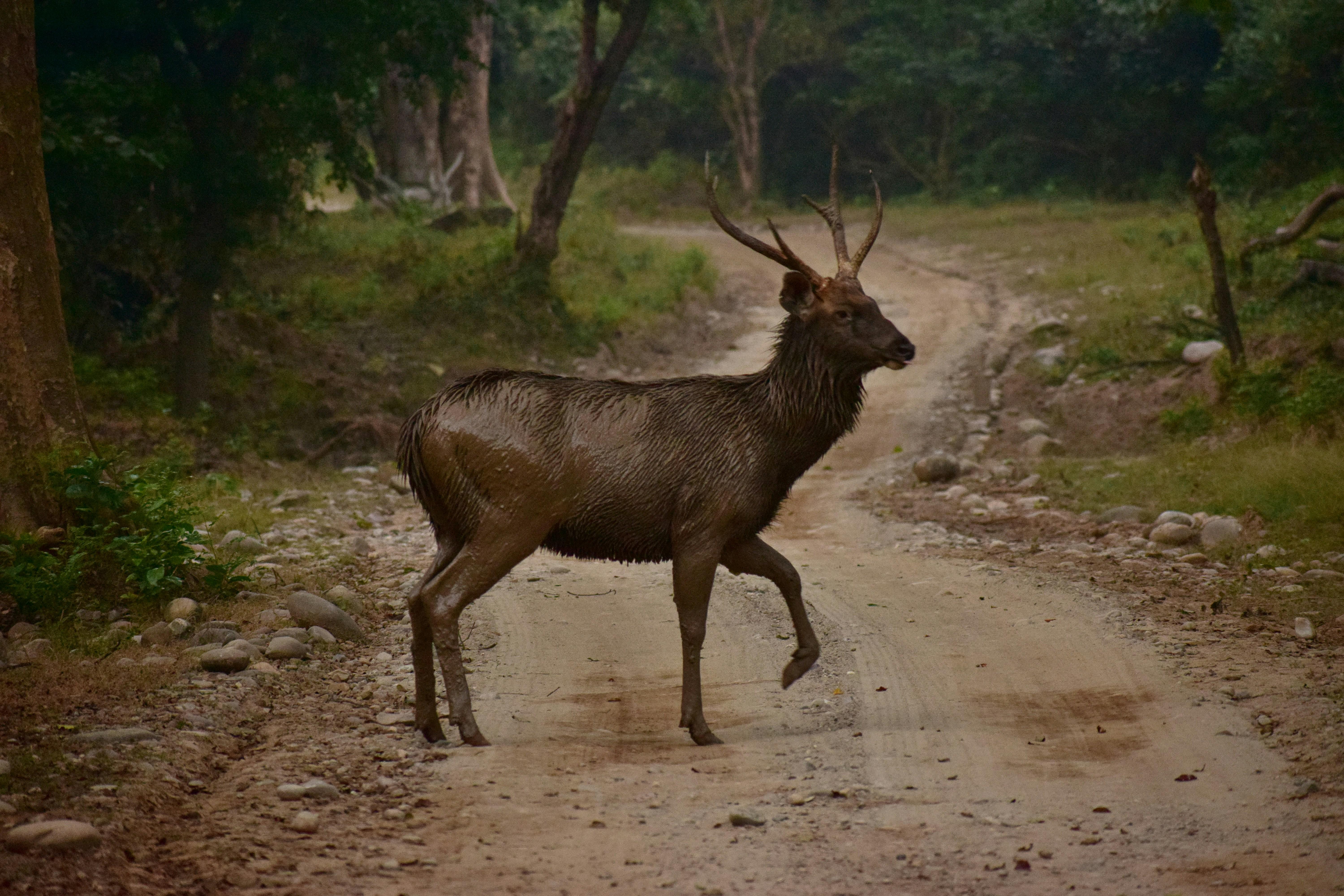 Jaipur Jhalana Amagarh Leopard Reserve 4×4 Jeep Safari