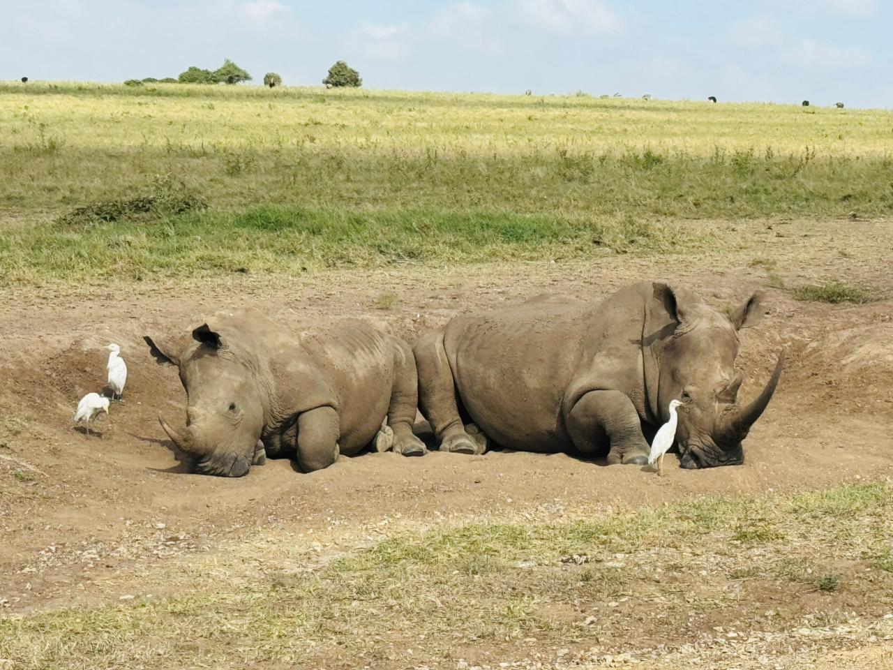 Nairobi National Park 5-Hour 4x4 Wildlife Safari
