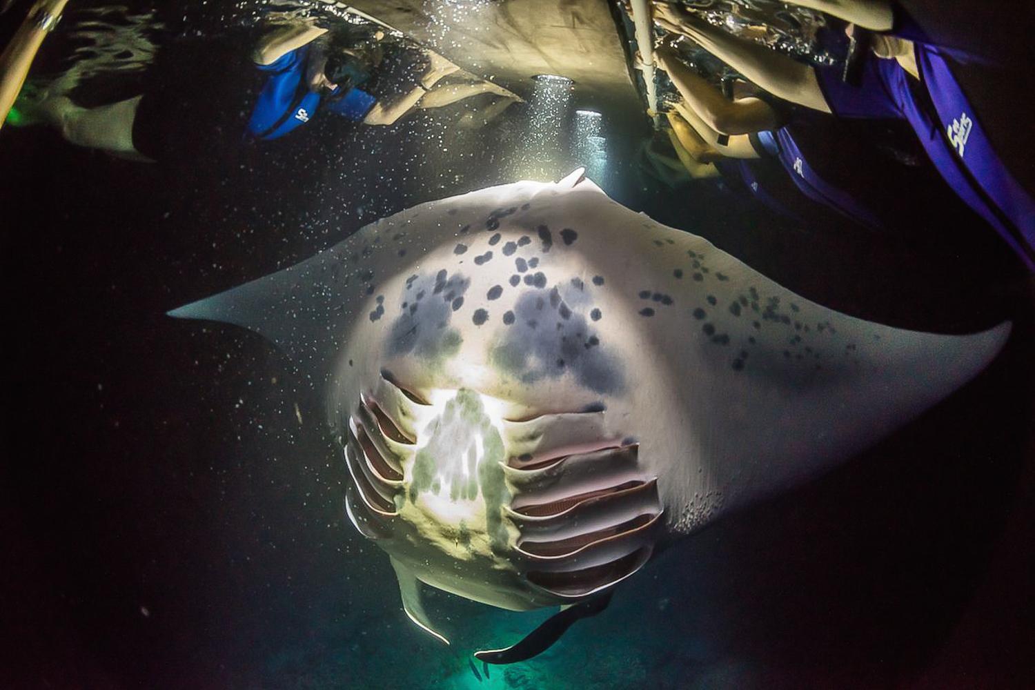 Big Island Manta Ray Night Snorkel with Hot Chocolate