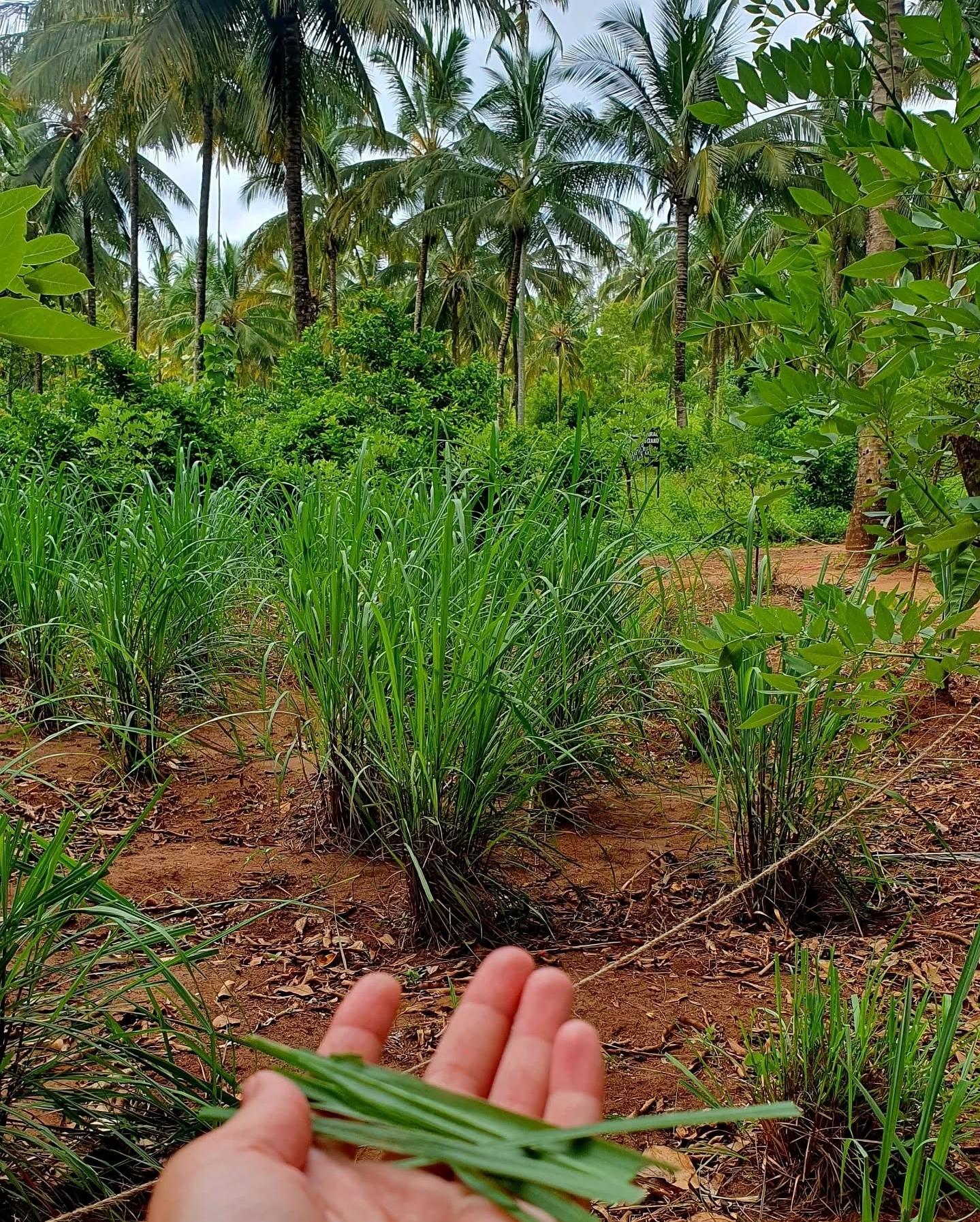 Zanzibar Full-Day: Stone Town, Spice Farm & Prison Island with Lunch