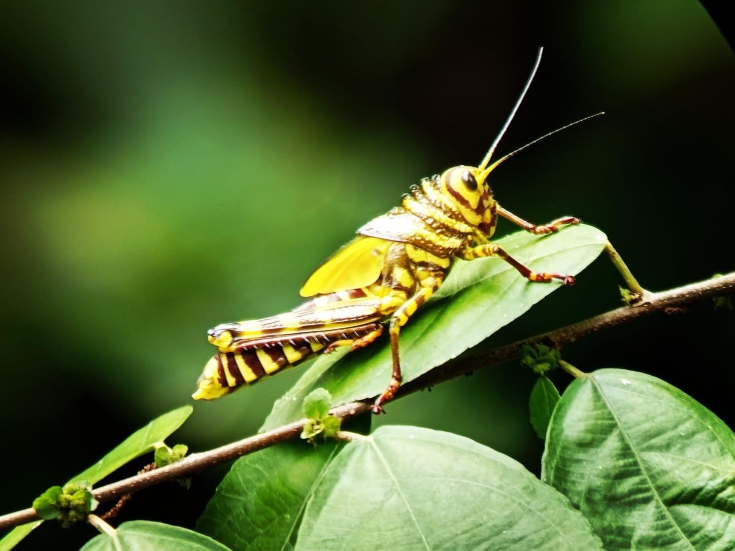 Manuel Antonio National Park: Expert-Guided Wildlife Hike