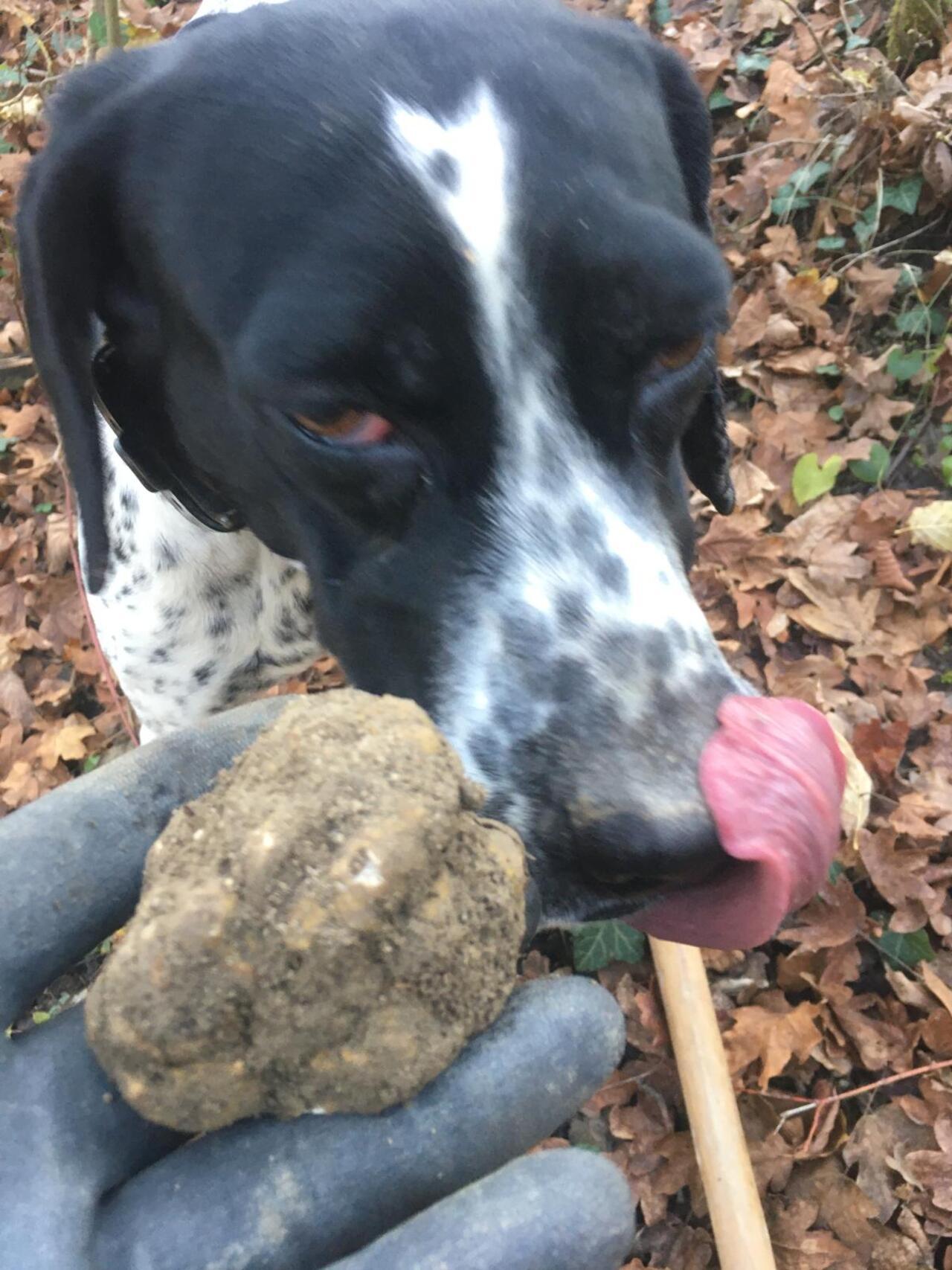 Truffle Hunting & Barolo Wine Experience in Langhe