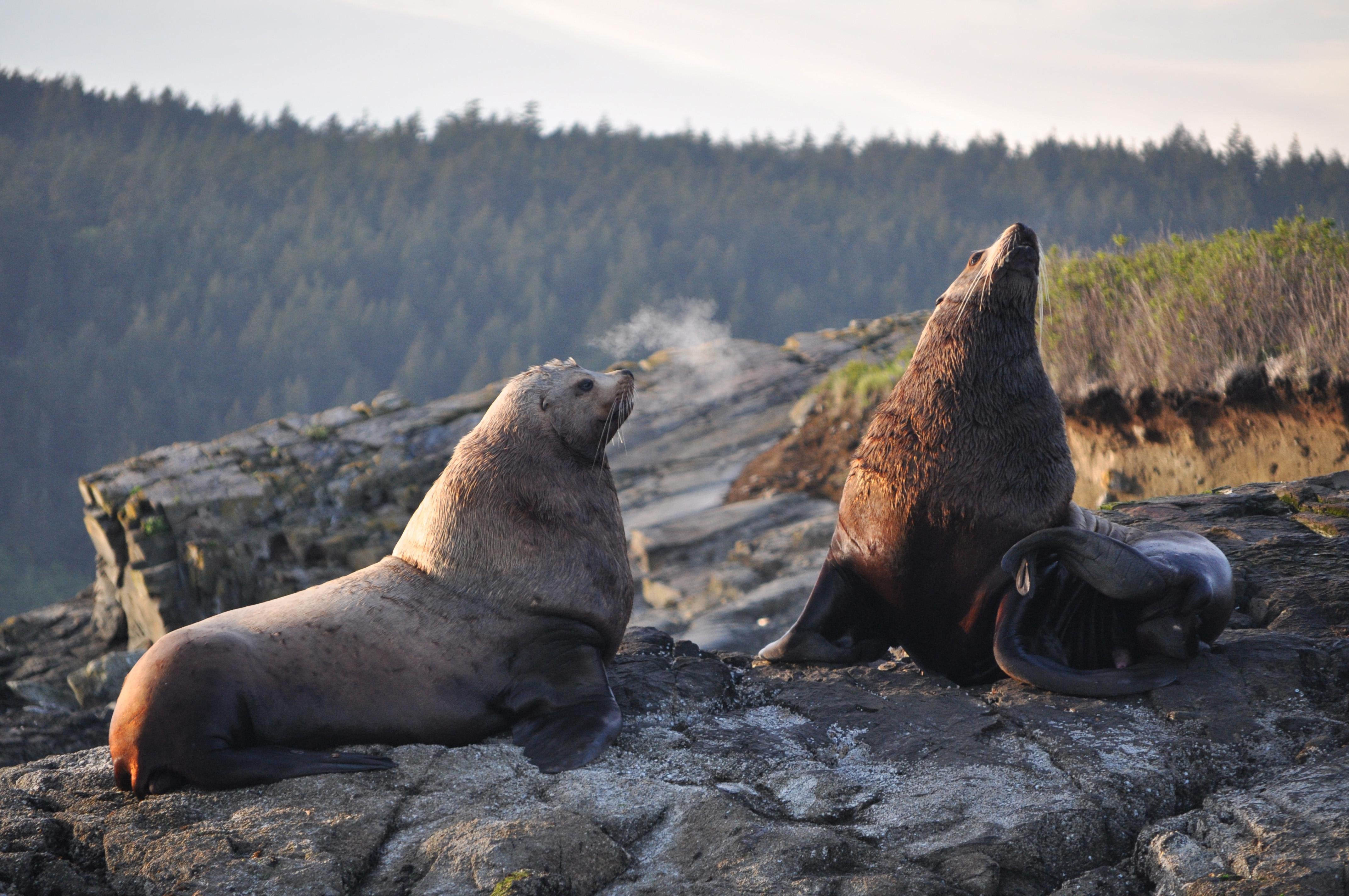 Anacortes Whale & Orca Watching Expedition