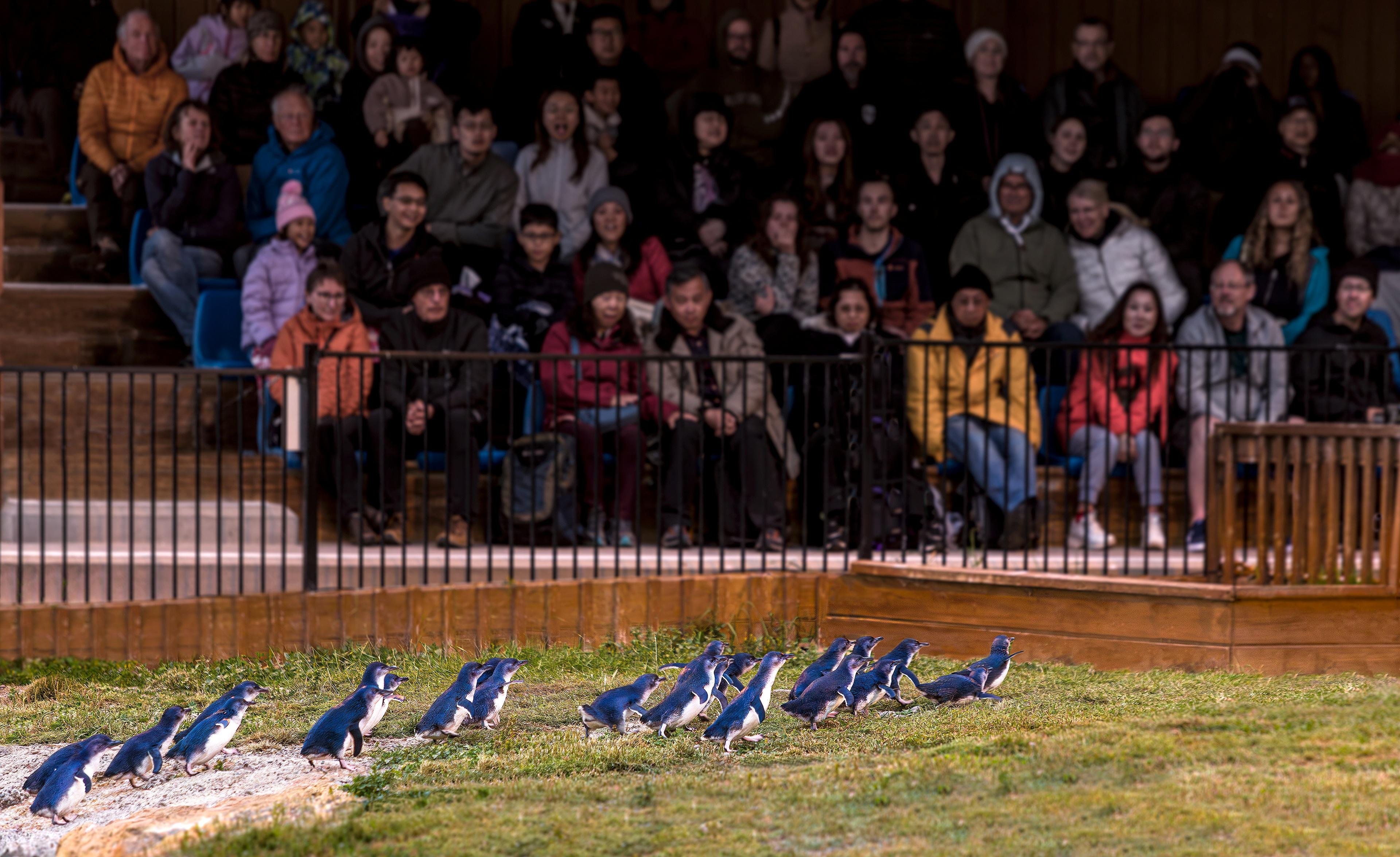Oamaru: Penguins Evening Viewing Ticket