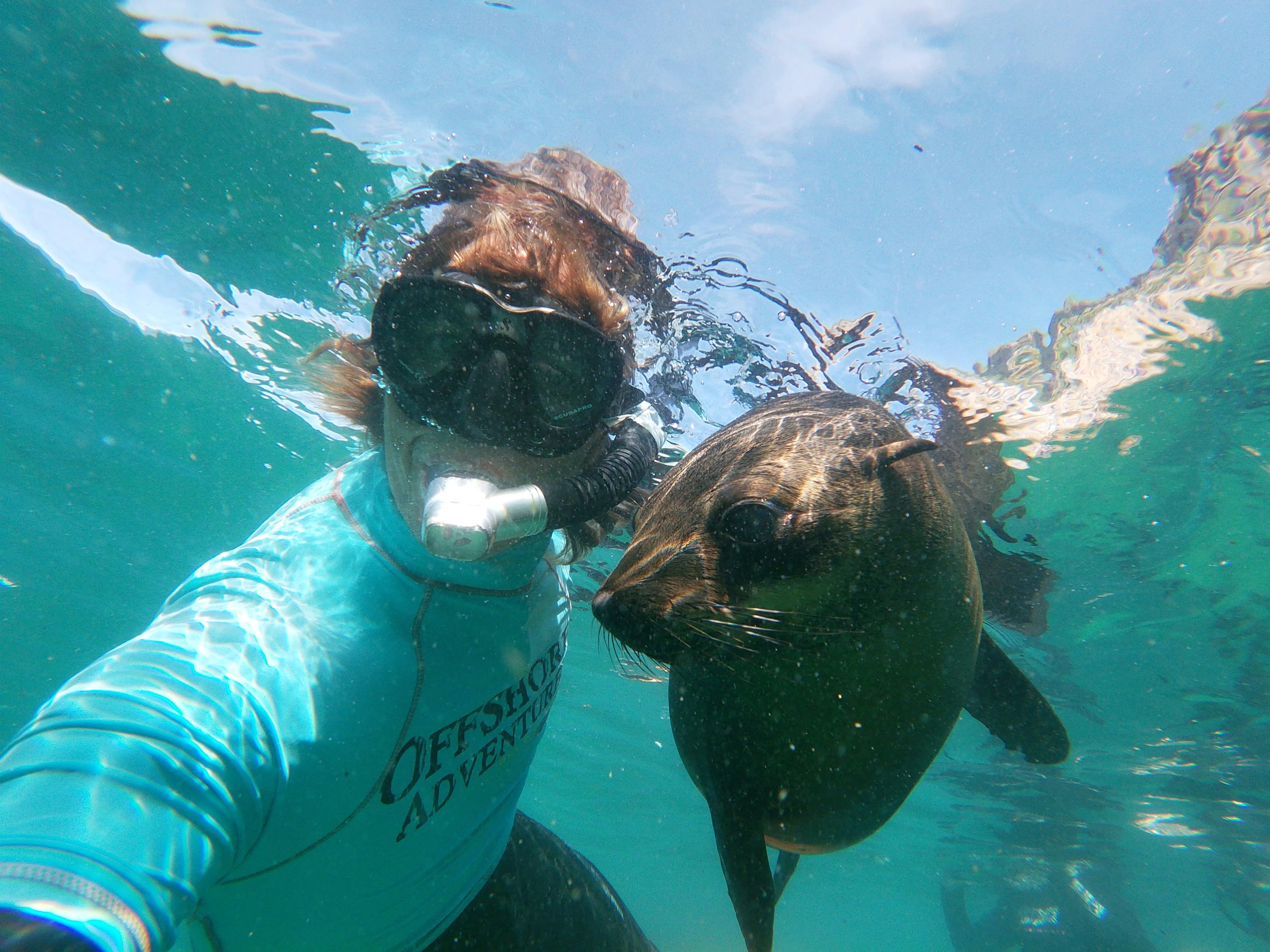 Seal Swimming Adventure at Robberg