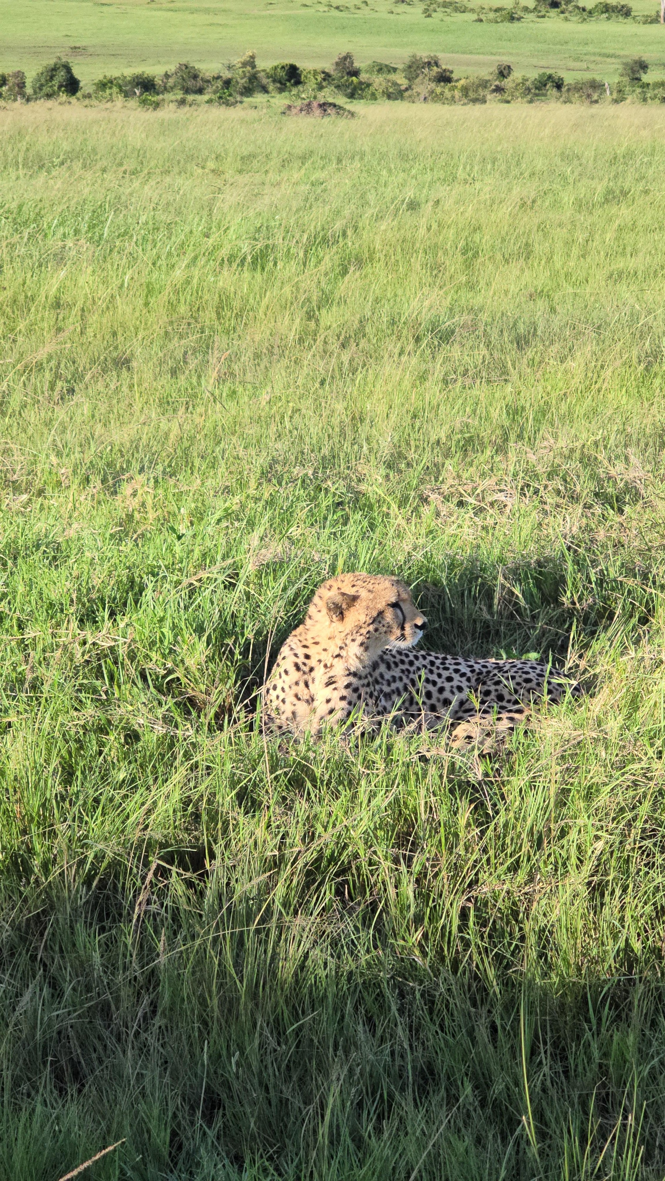 3-Day Maasai Mara Safari by 4WD Landcruiser from Nairobi