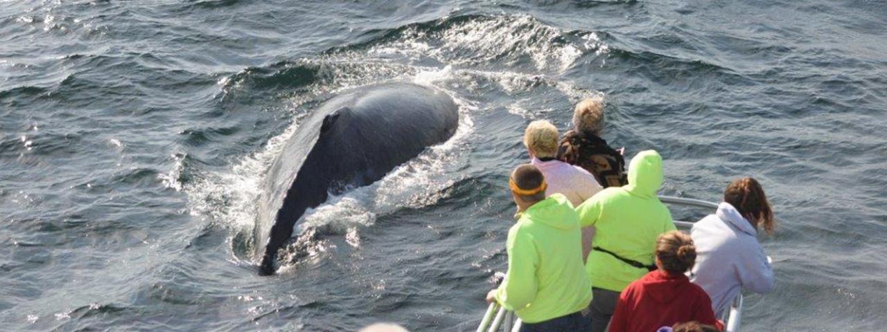 Cape Cod Whale Watching Tours — image 1