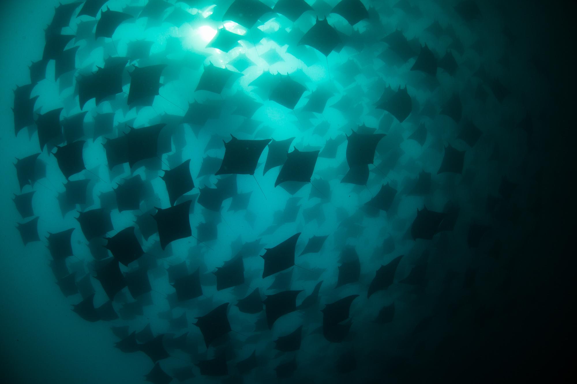 Cabo San Lucas Marine Park: Two-Tank Scuba Diving Adventure