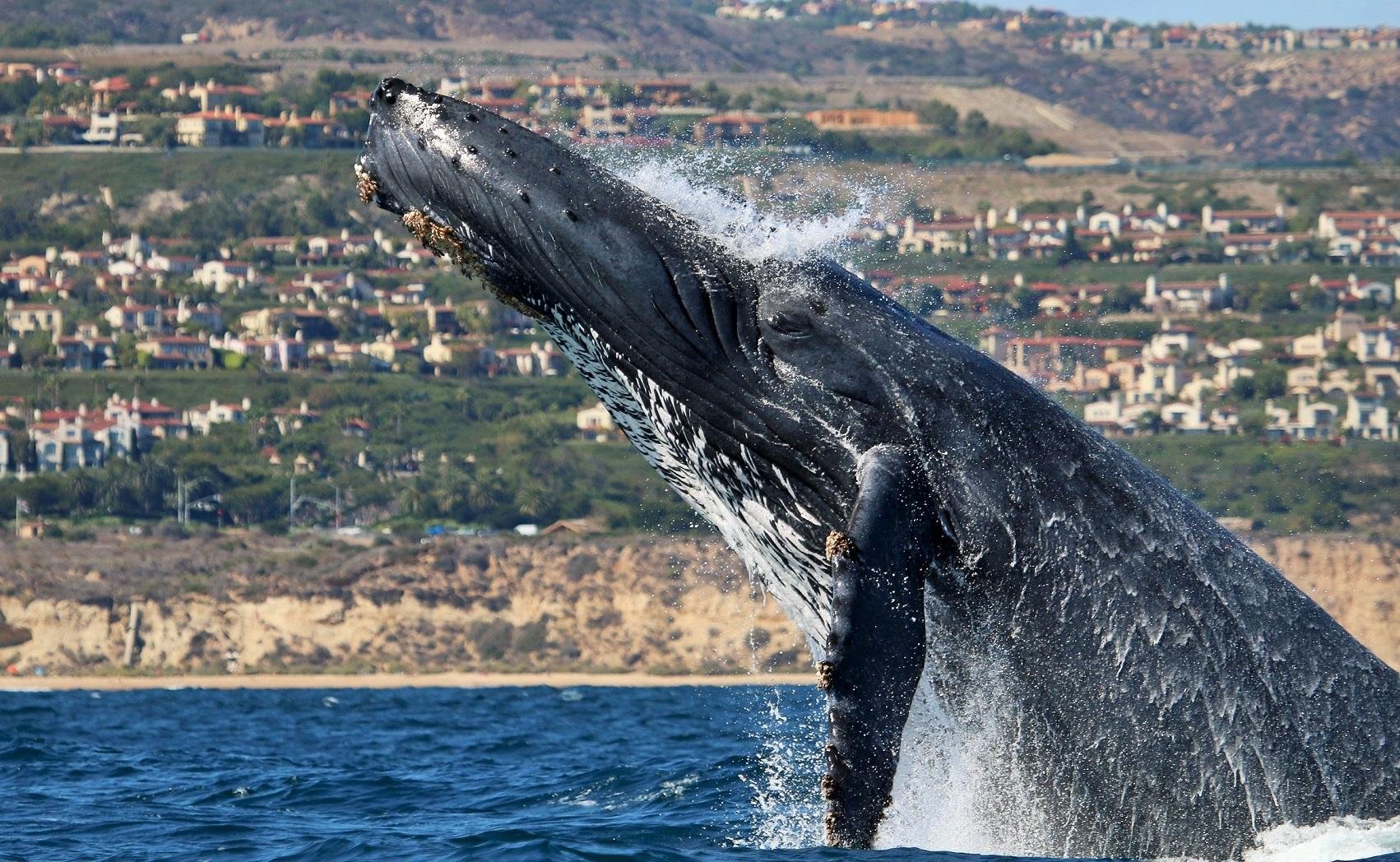 Newport Beach Whale and Dolphin Watching Cruise