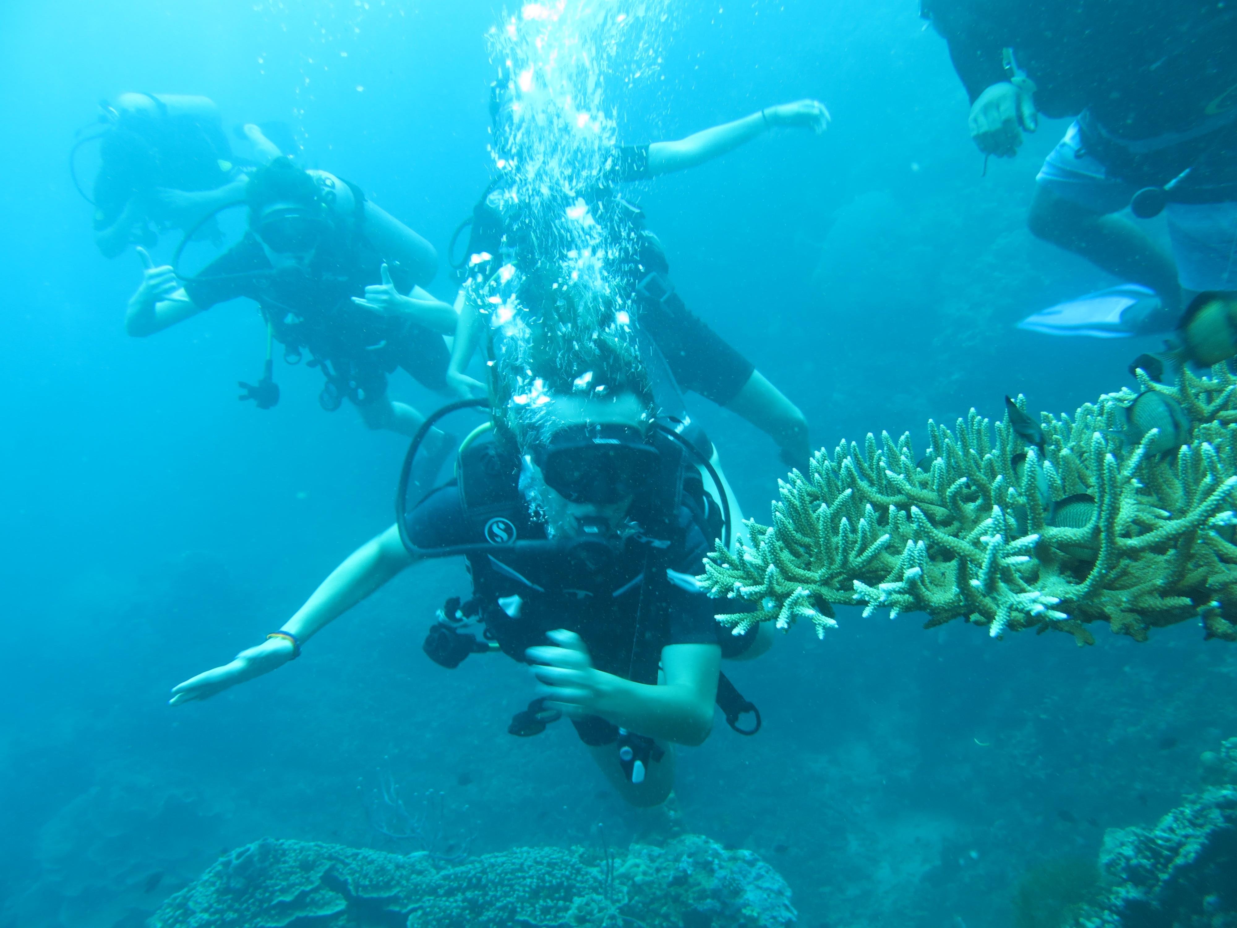 Menjangan Island Two-Dive Adventure
