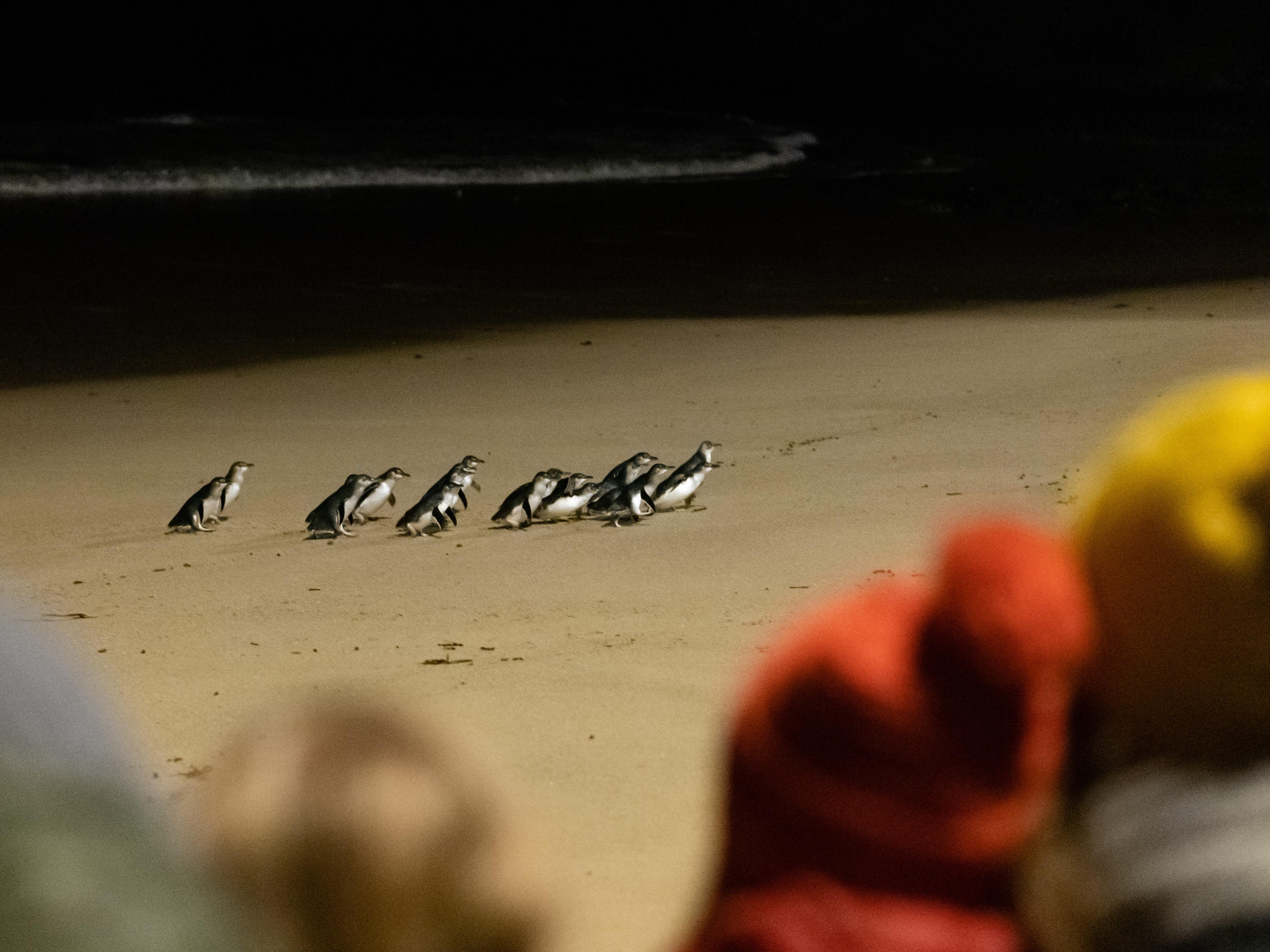 Phillip Island Wildlife & Penguin Parade Day Tour