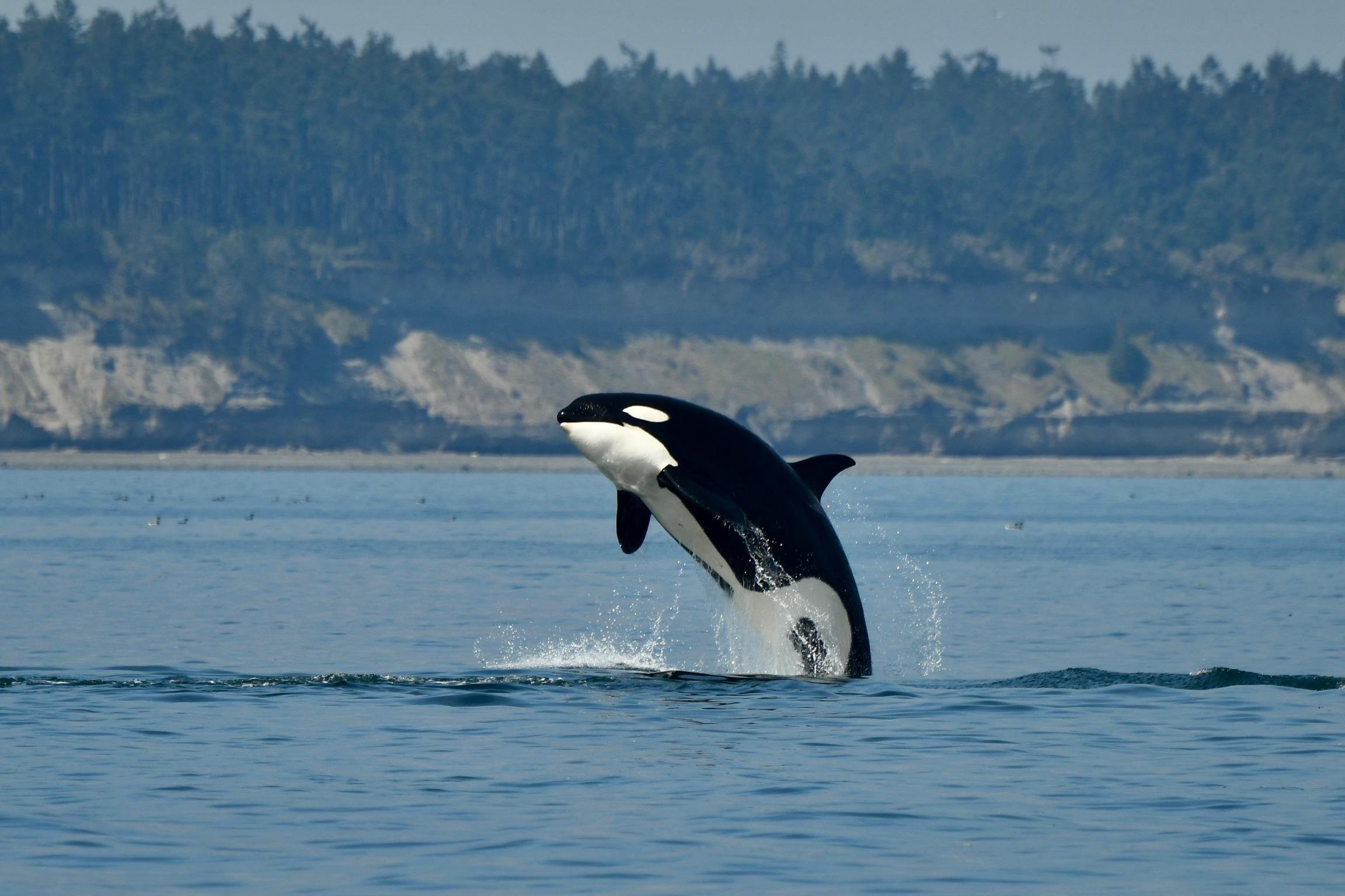 Anacortes Zodiac Whale Watching Expedition
