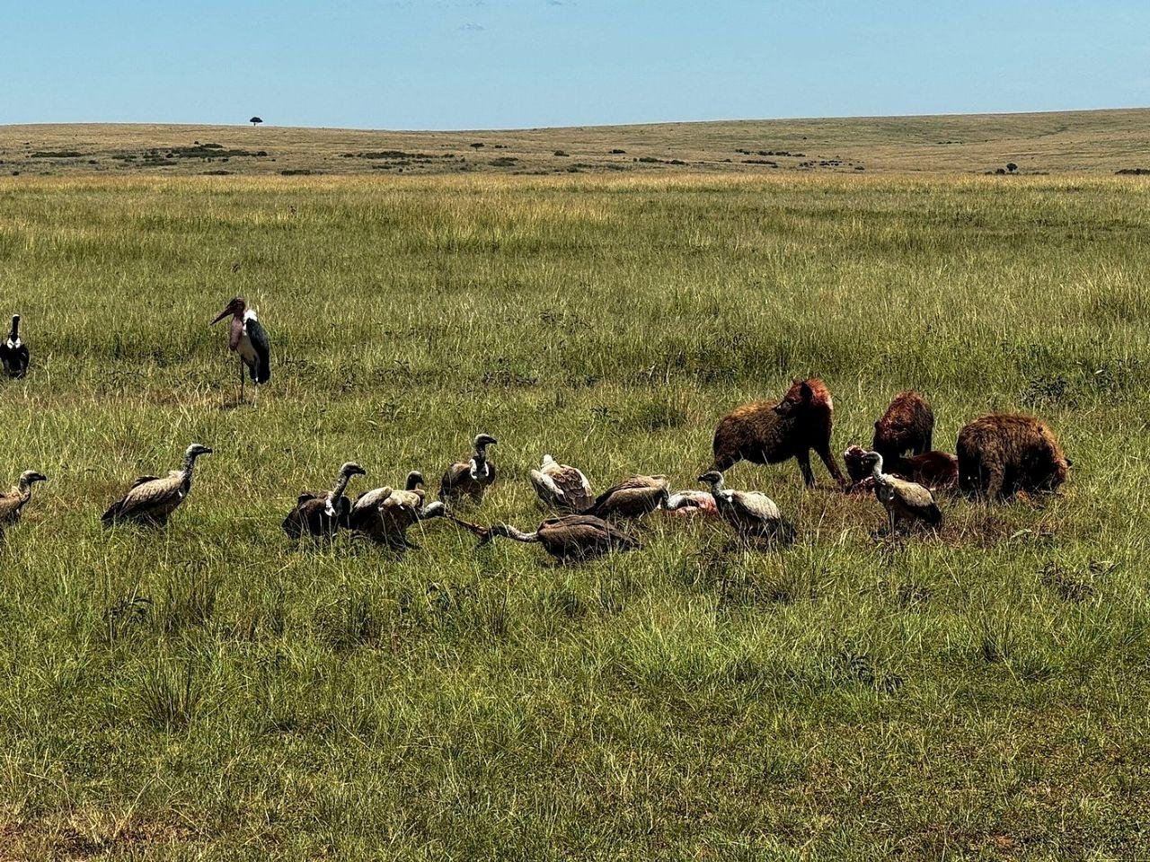 3-Day Maasai Mara Shared Jeep Safari from Nairobi