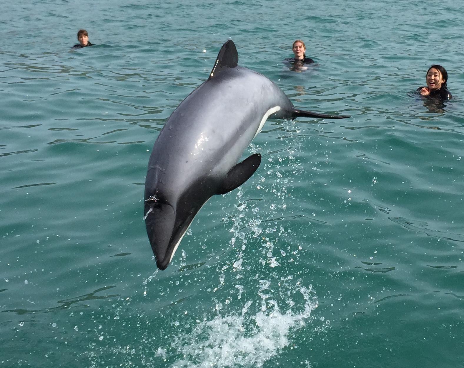 Akaroa Dolphin Swim & Wildlife Cruise