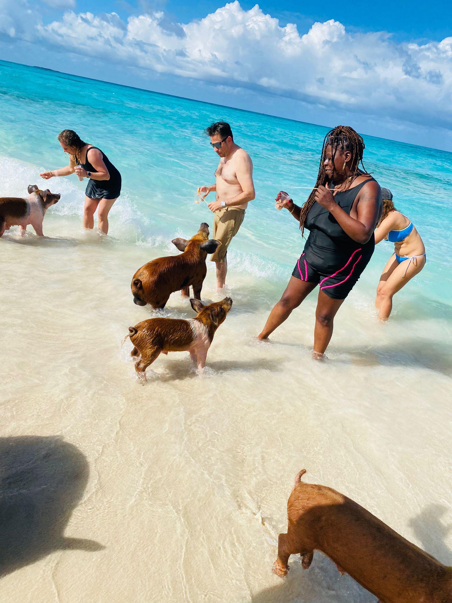 Nassau 3-Island Speedboat Adventure: Pigs, Turtles & Snorkeling