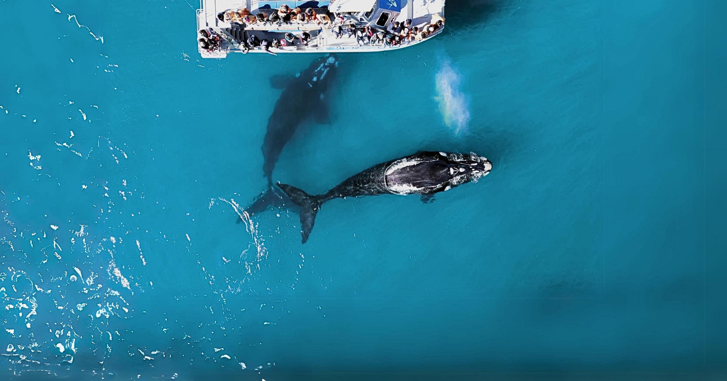 Marine Big 5 Wildlife Boat Safari from Gansbaai