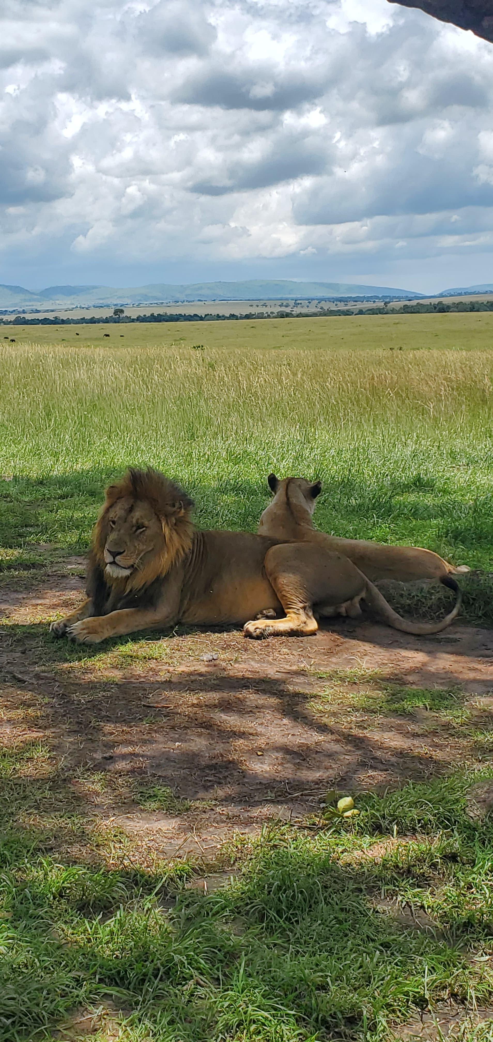 3-Day Maasai Mara Safari by 4WD Landcruiser from Nairobi