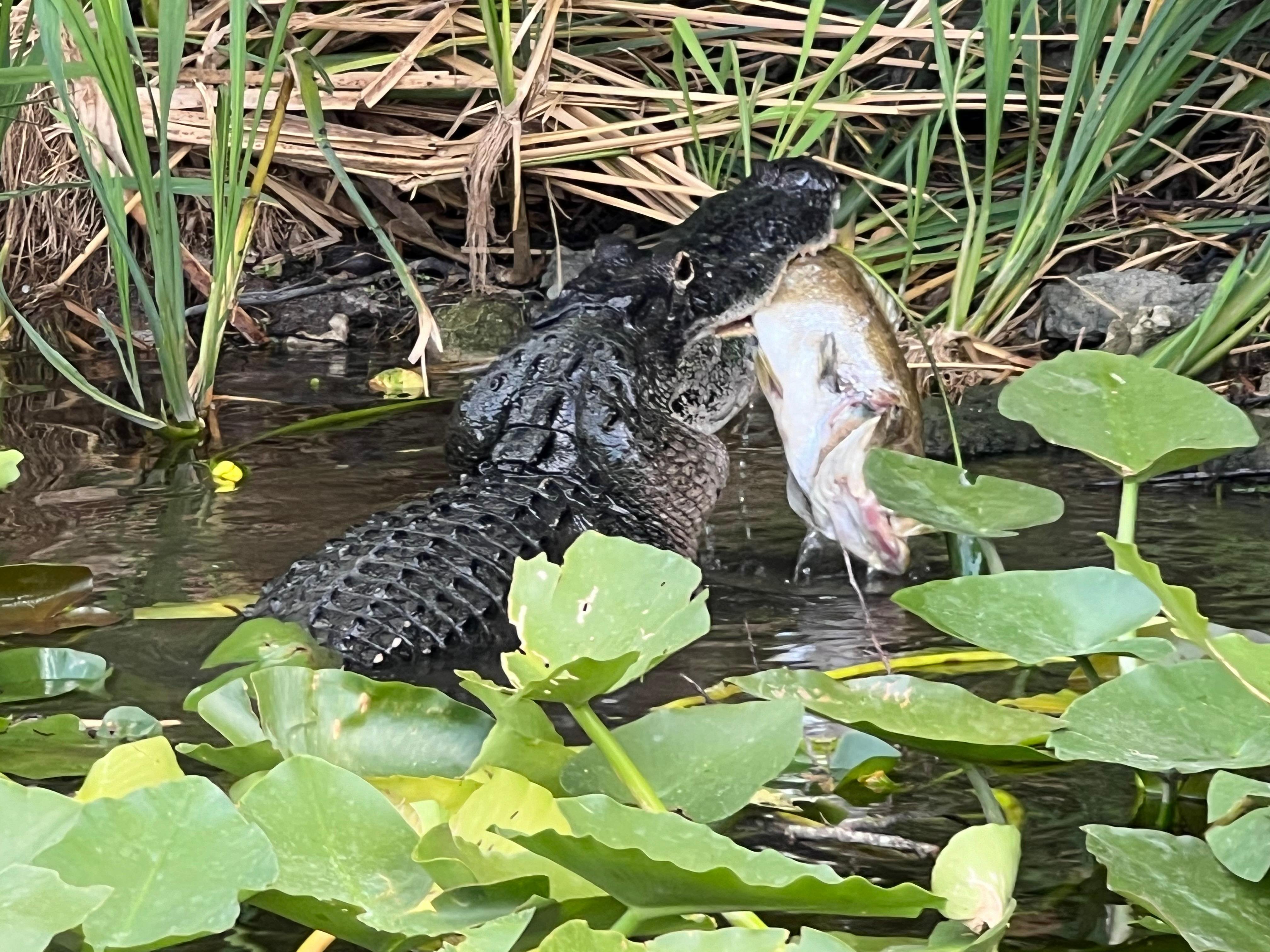 Everglades Airboat Adventure with Miami Transportation