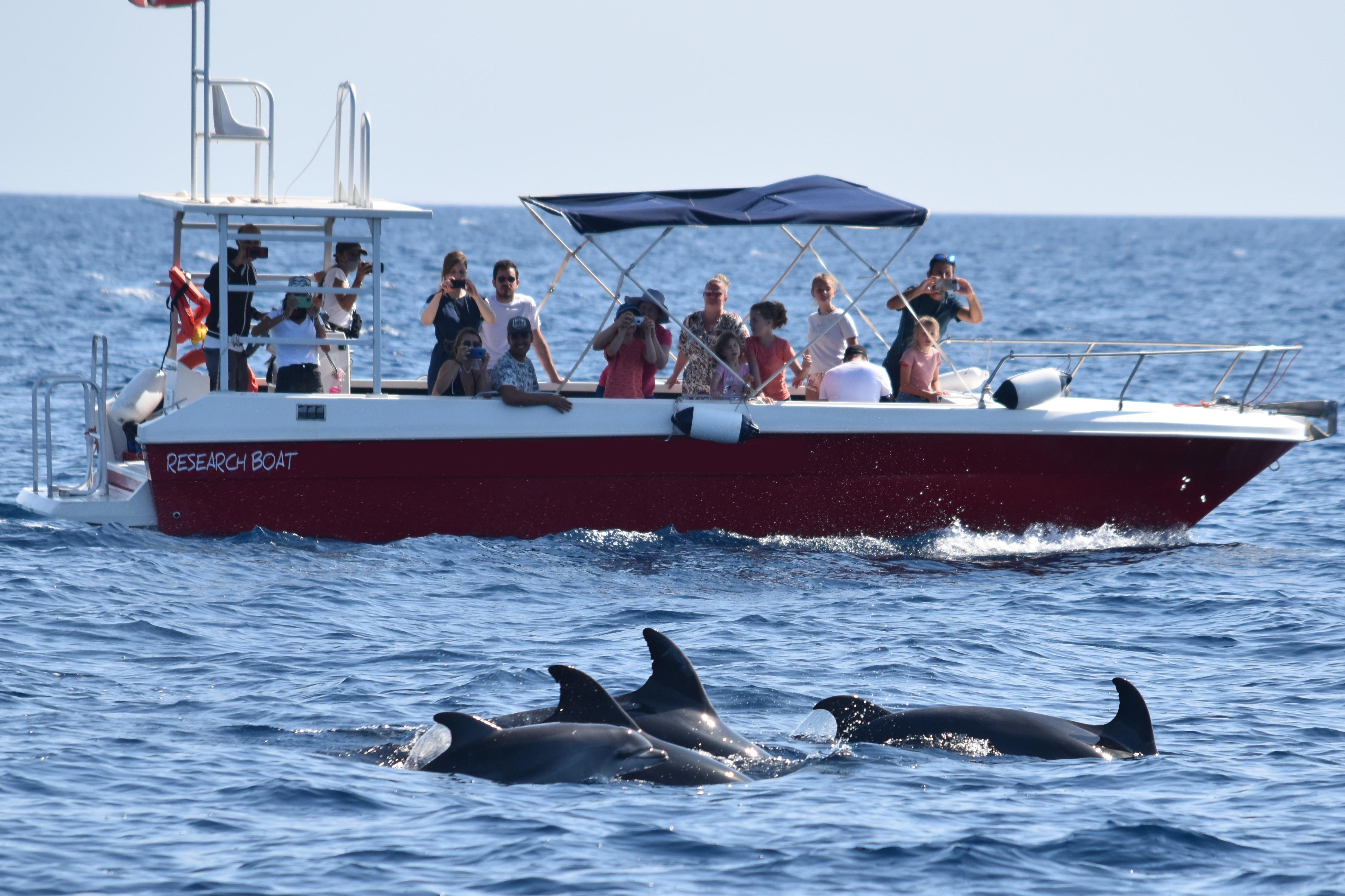 Alghero Dolphin Watching with Marine Researchers