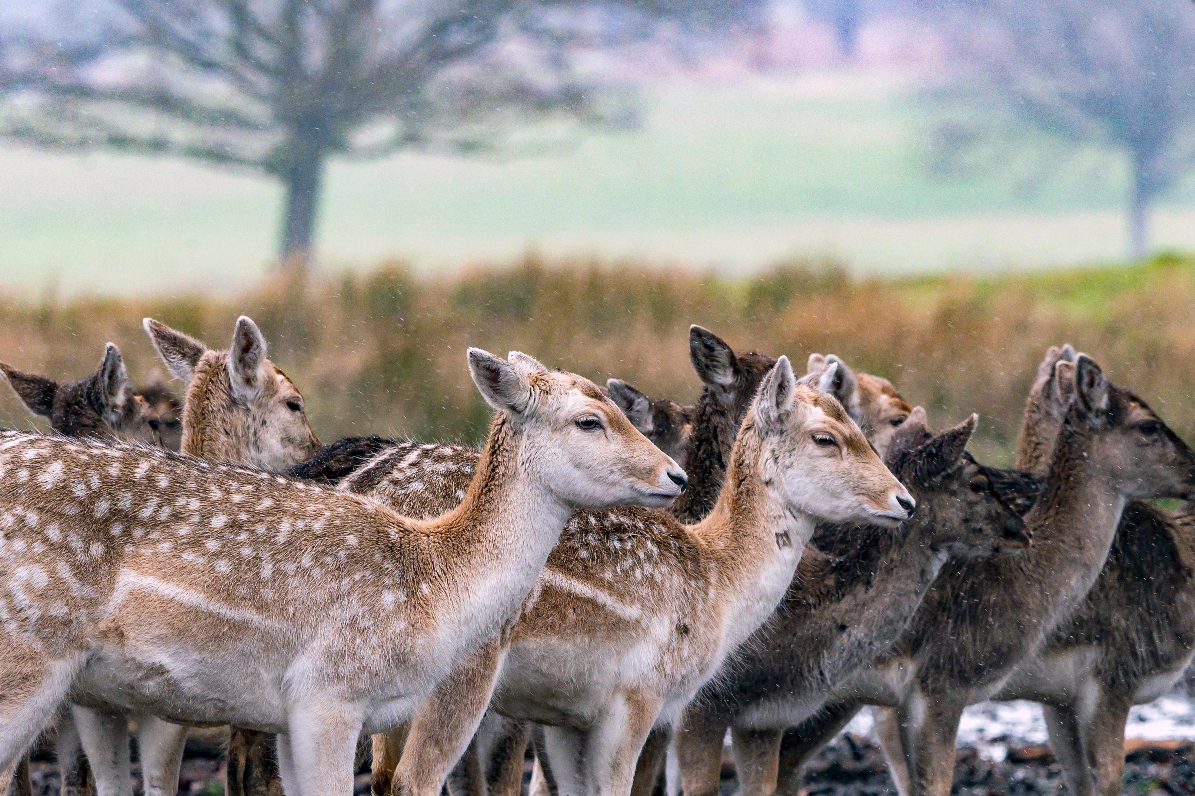 London: Richmond Park Nature Photography Workshop