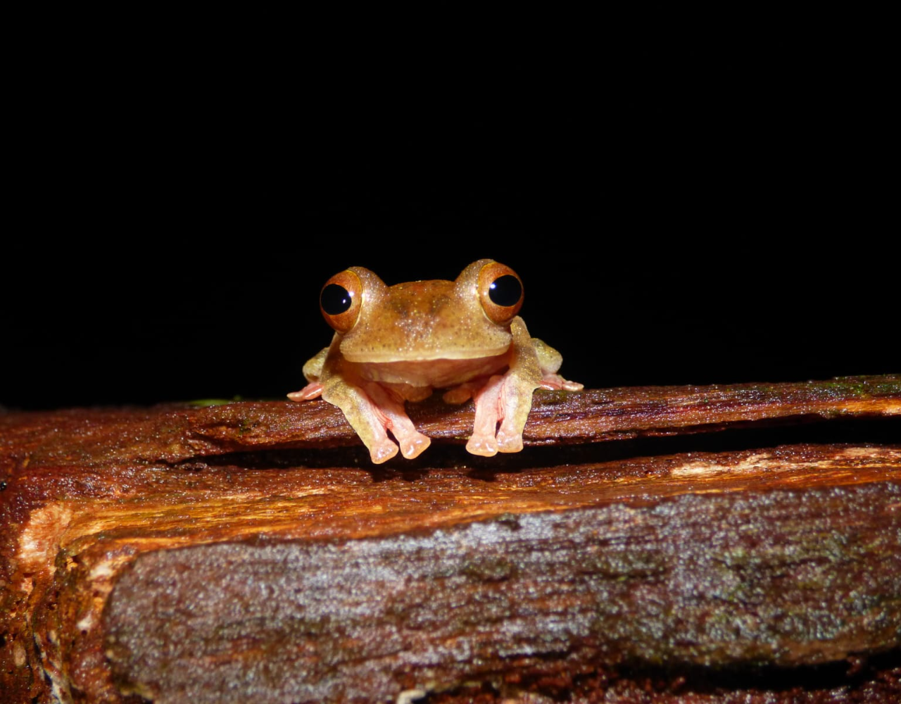 Kubah Night Walk: Frogging & Nocturnal Wildlife