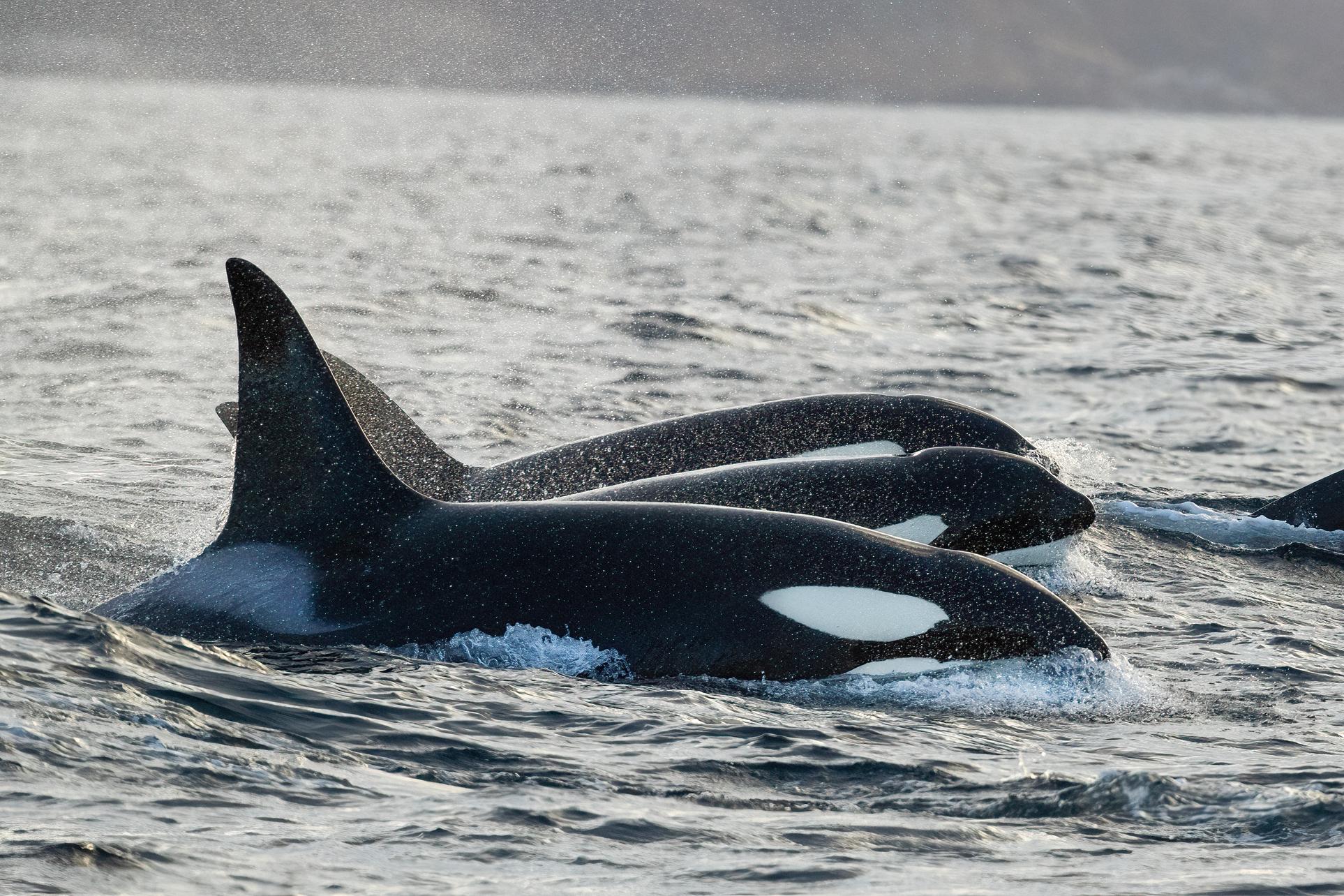 Tromsø: Heated Boat Safari for Orcas and Whale Watching
