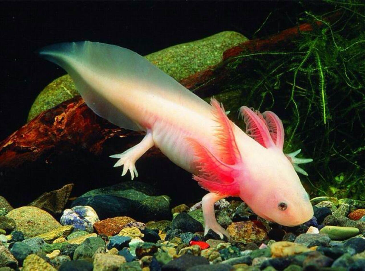 Xochimilco Kayak & Axolotl Conservation Tour