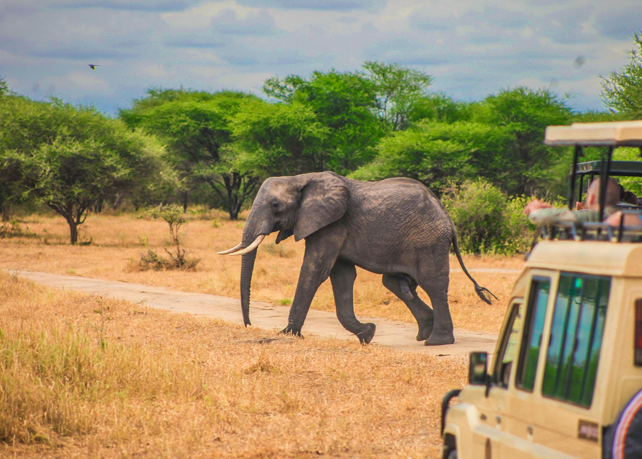 Zanzibar to Selous Game Reserve: Fly-In Day Safari