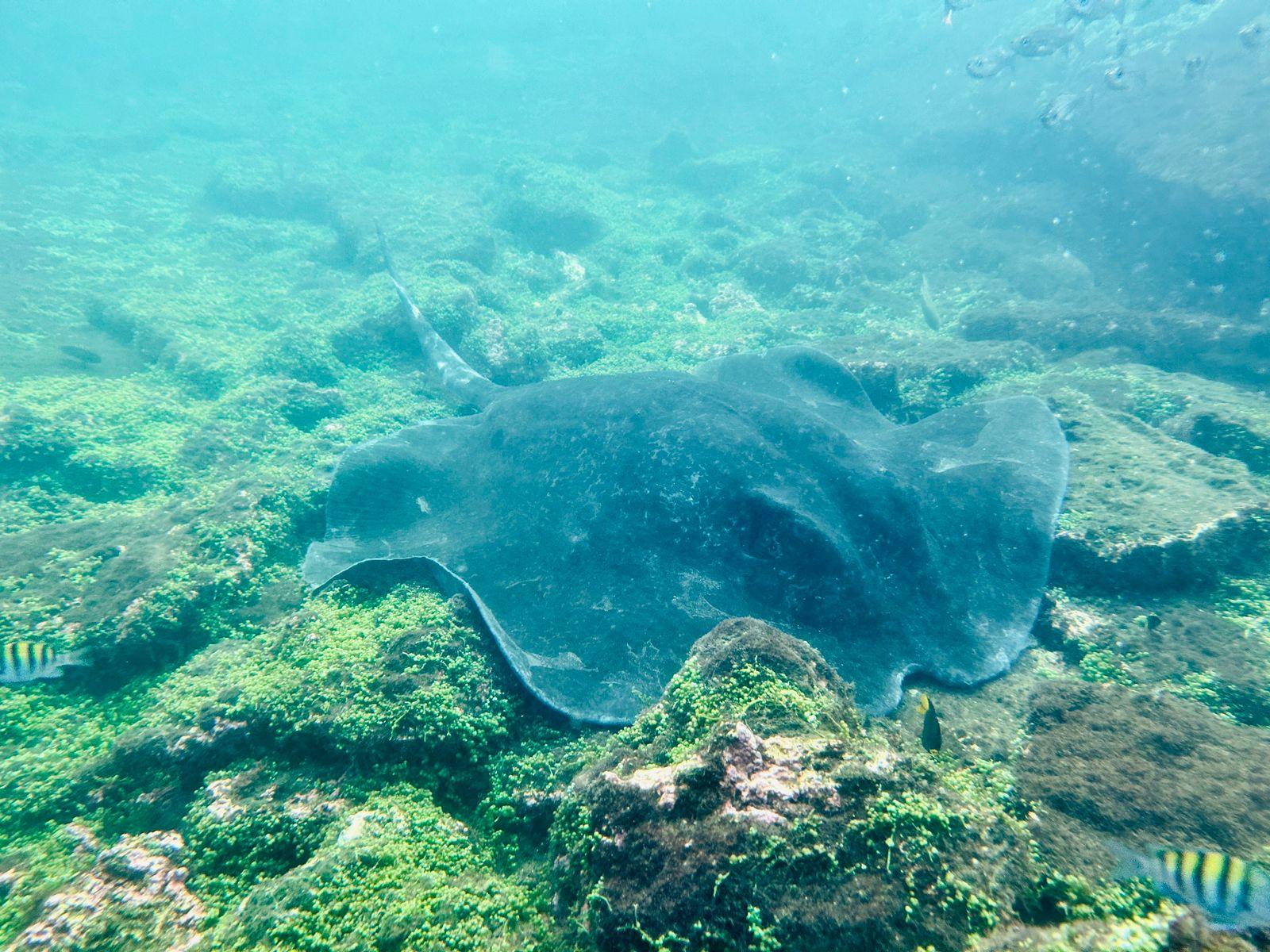 Galapagos Tunnels Snorkeling & Wildlife Expedition