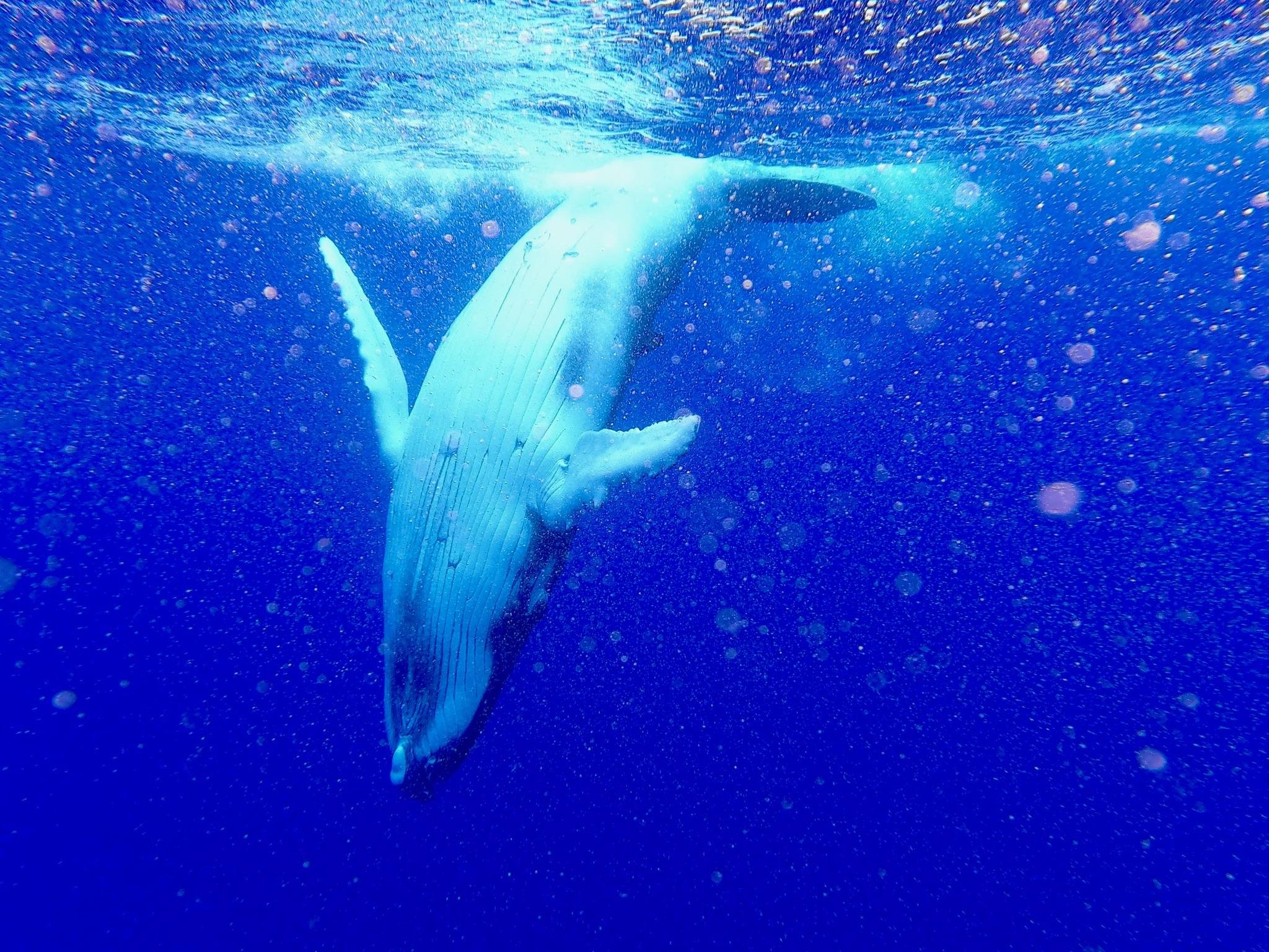 Humpback Whale Watching Experience in Tahiti