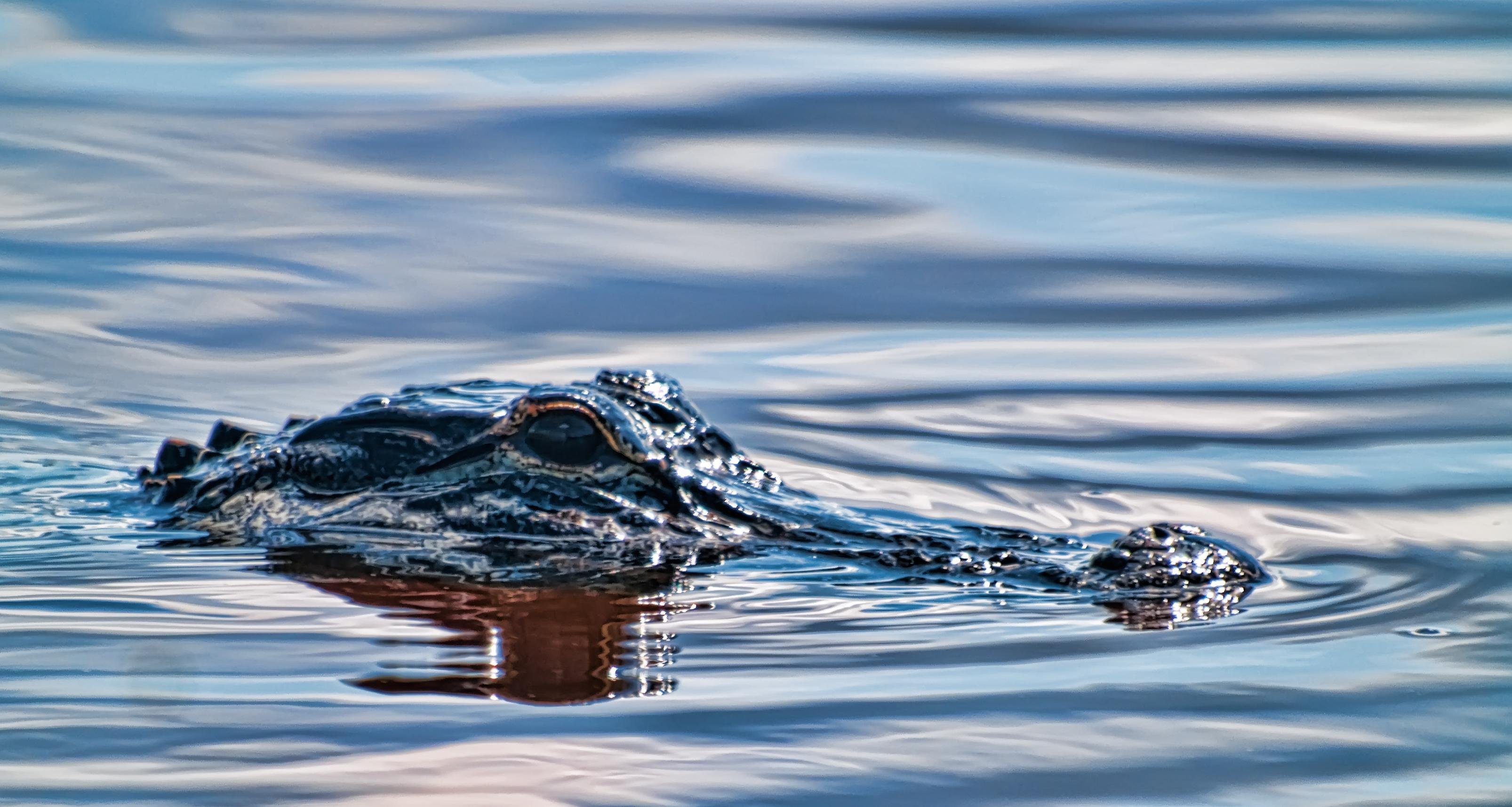 Everglades Airboat Safari & Wildlife Exhibit from Miami